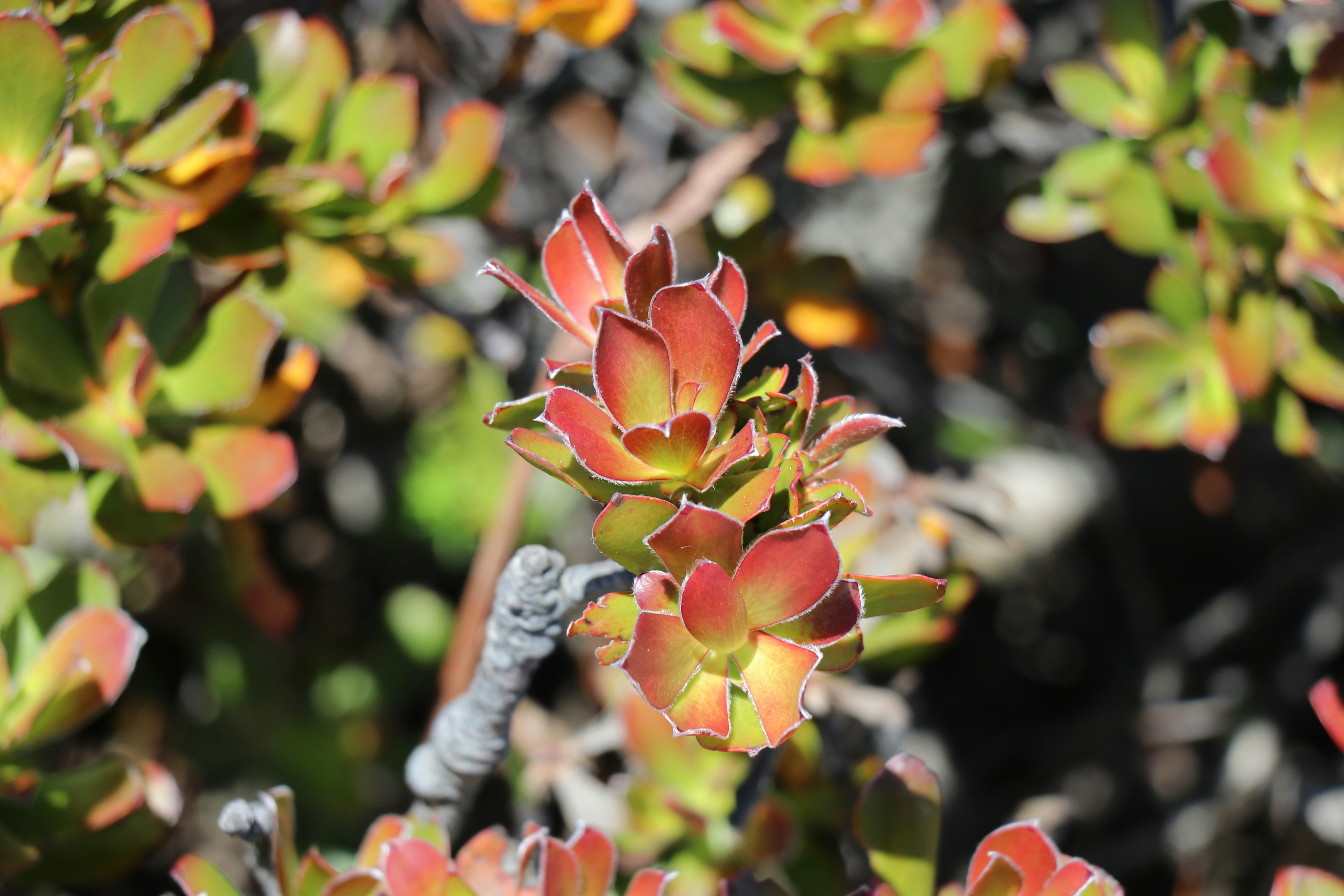 Vibrant stress colors on a succulent under high-intensity grow lights - best grow light succulents
