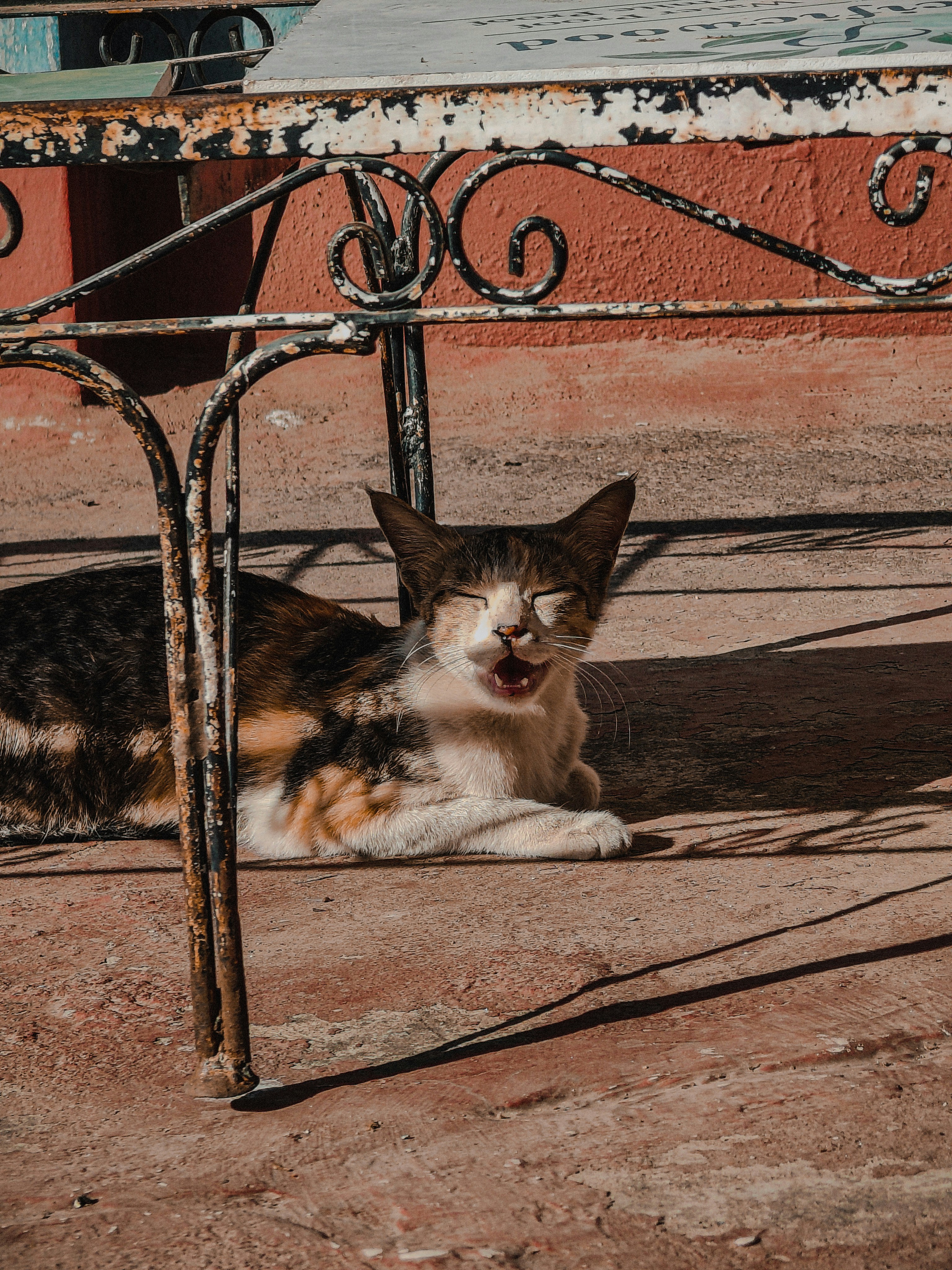 A calico cat lies under a table with eyes closed.