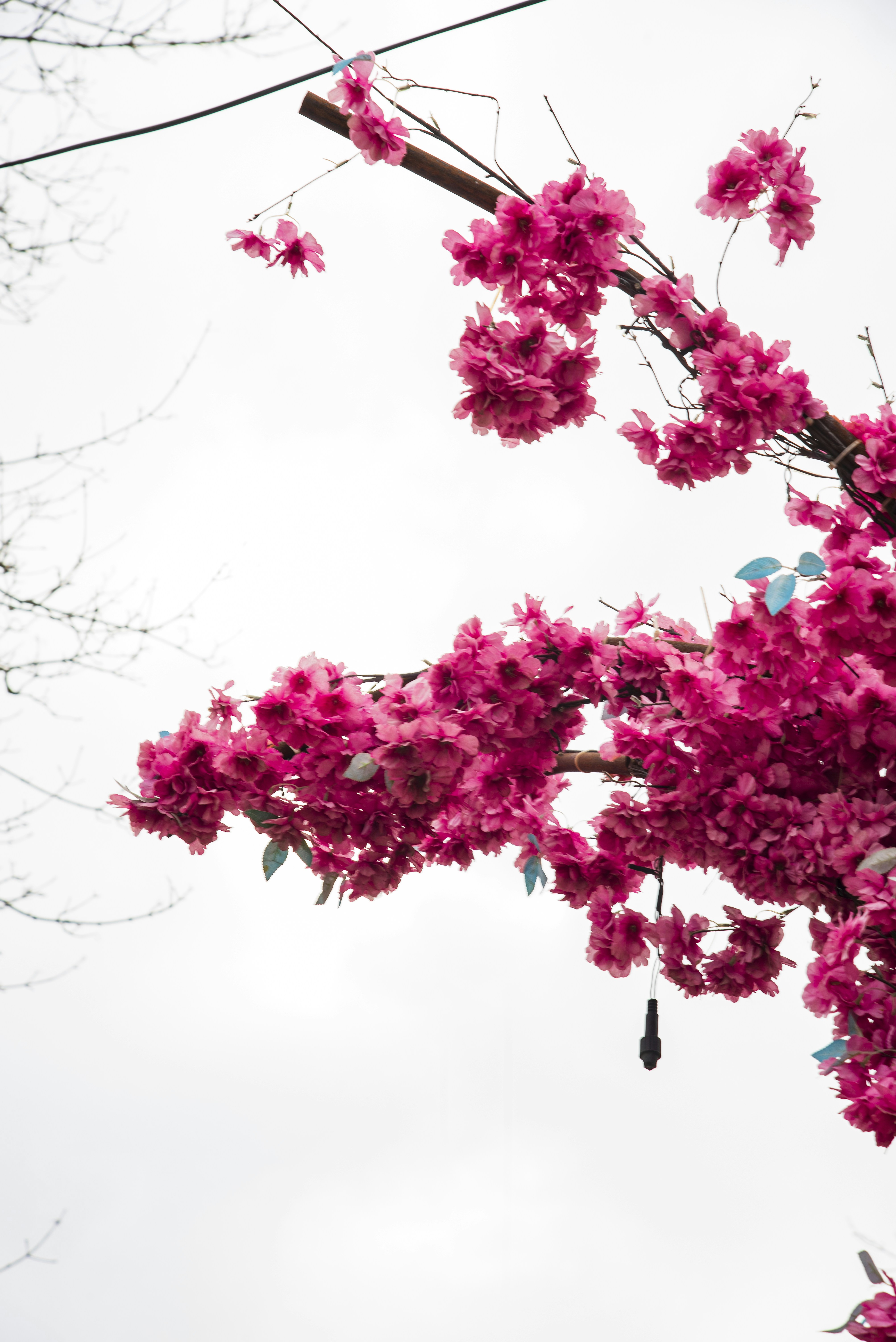 Flores rosa brillante en una rama contra el cielo