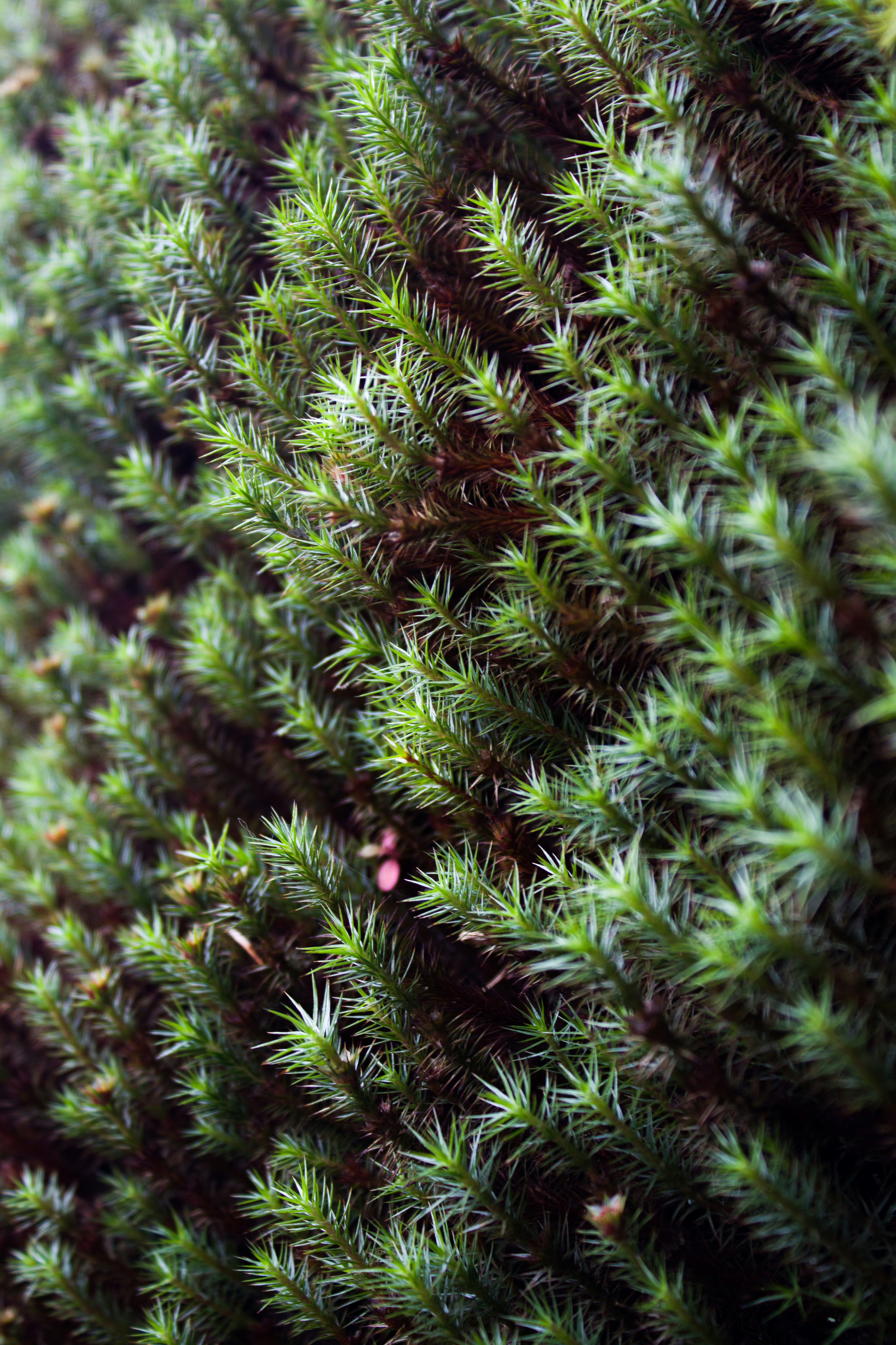 Photo by pedrohenrique_r