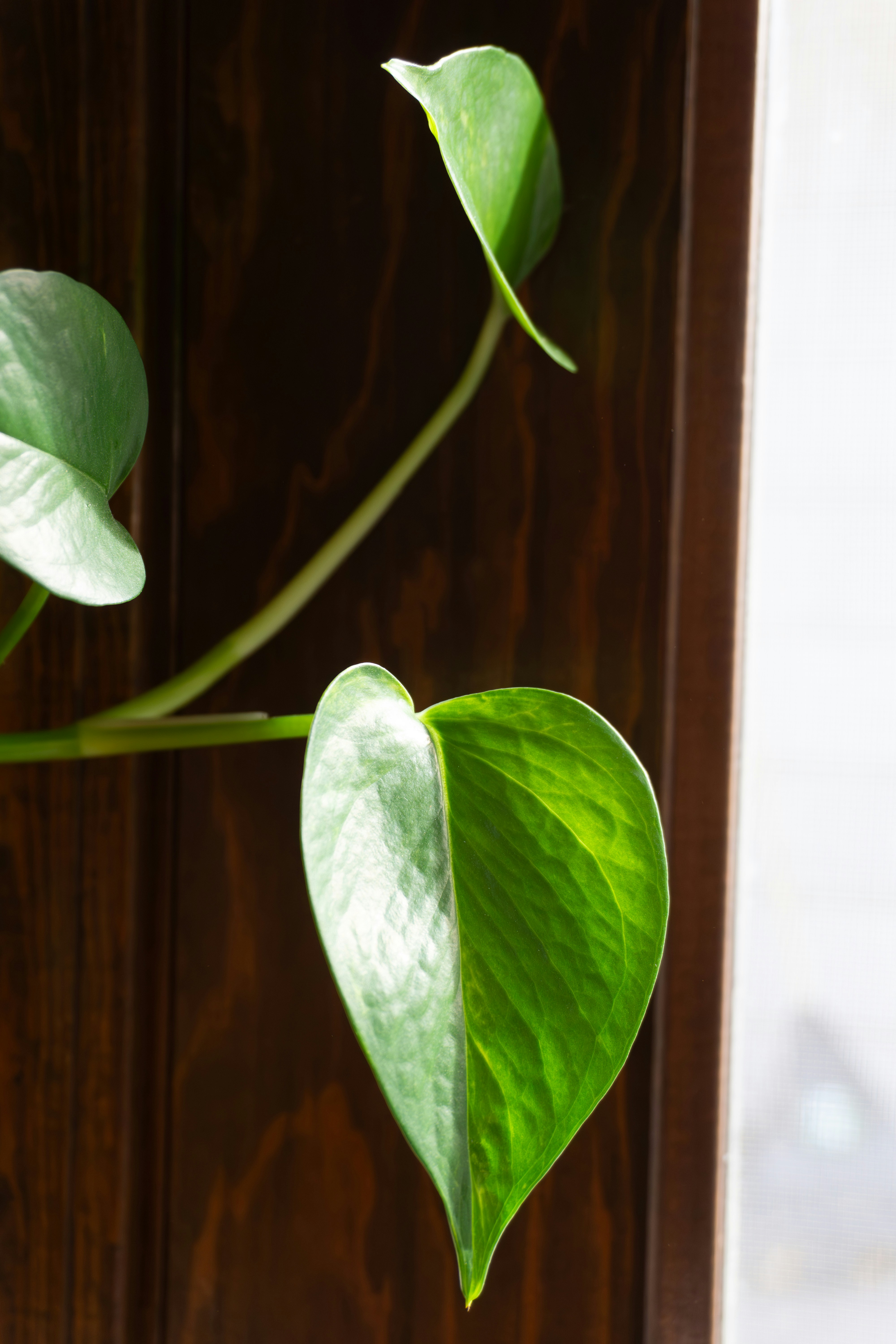 Feuilles de pothos vert sur un fond en bois.