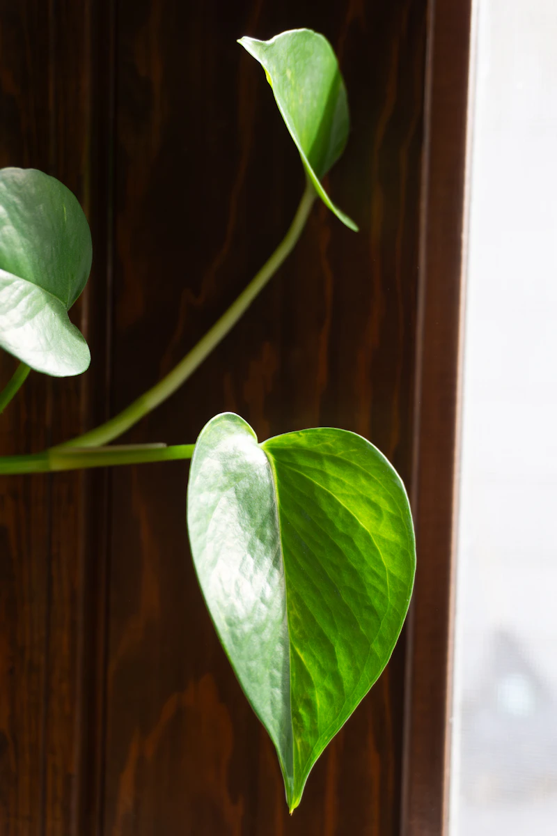Epipremnum aureum rooted cutting, heart-shaped leaf still for a listed lot