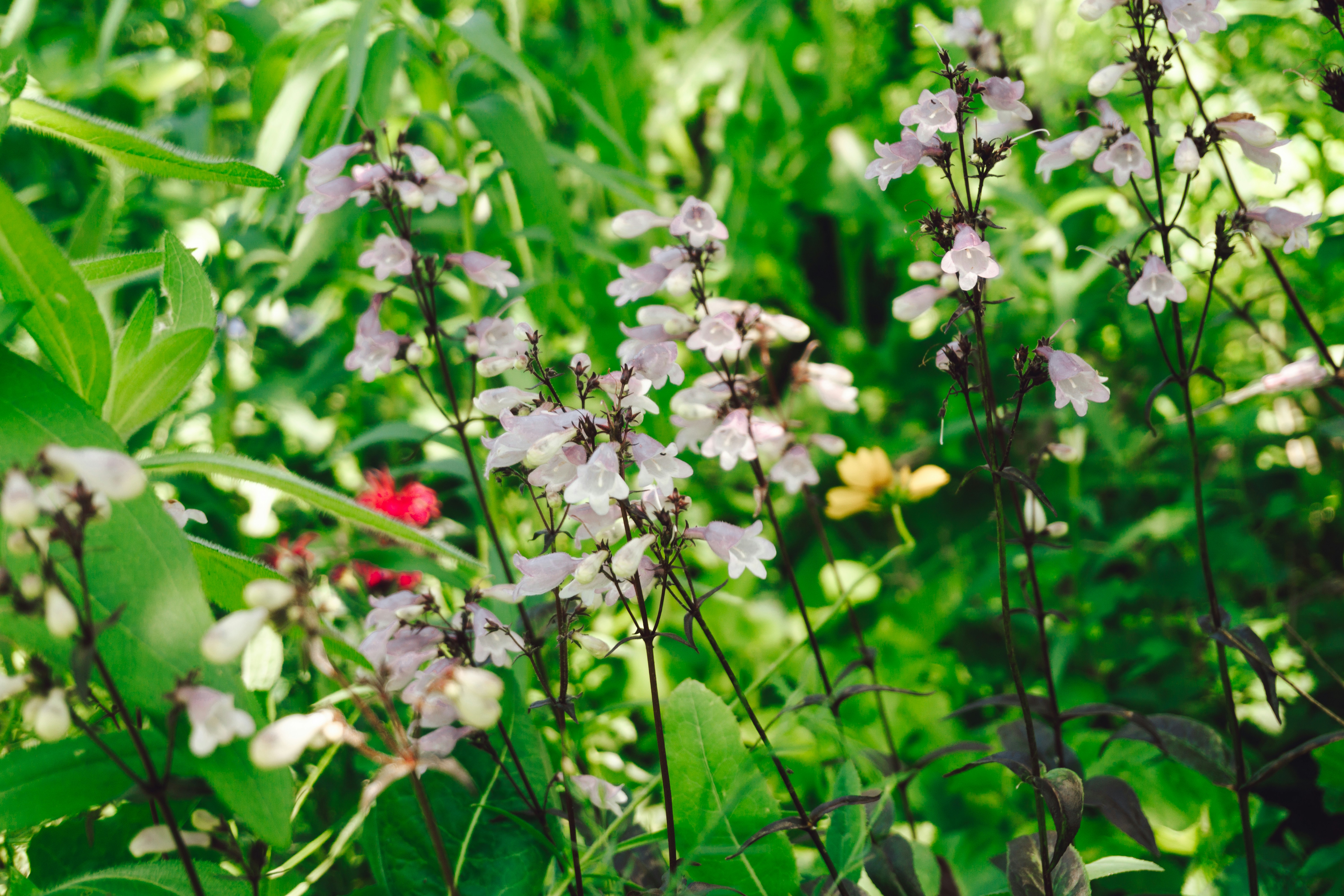Delicate pink flowers bloom amongst lush green foliage.