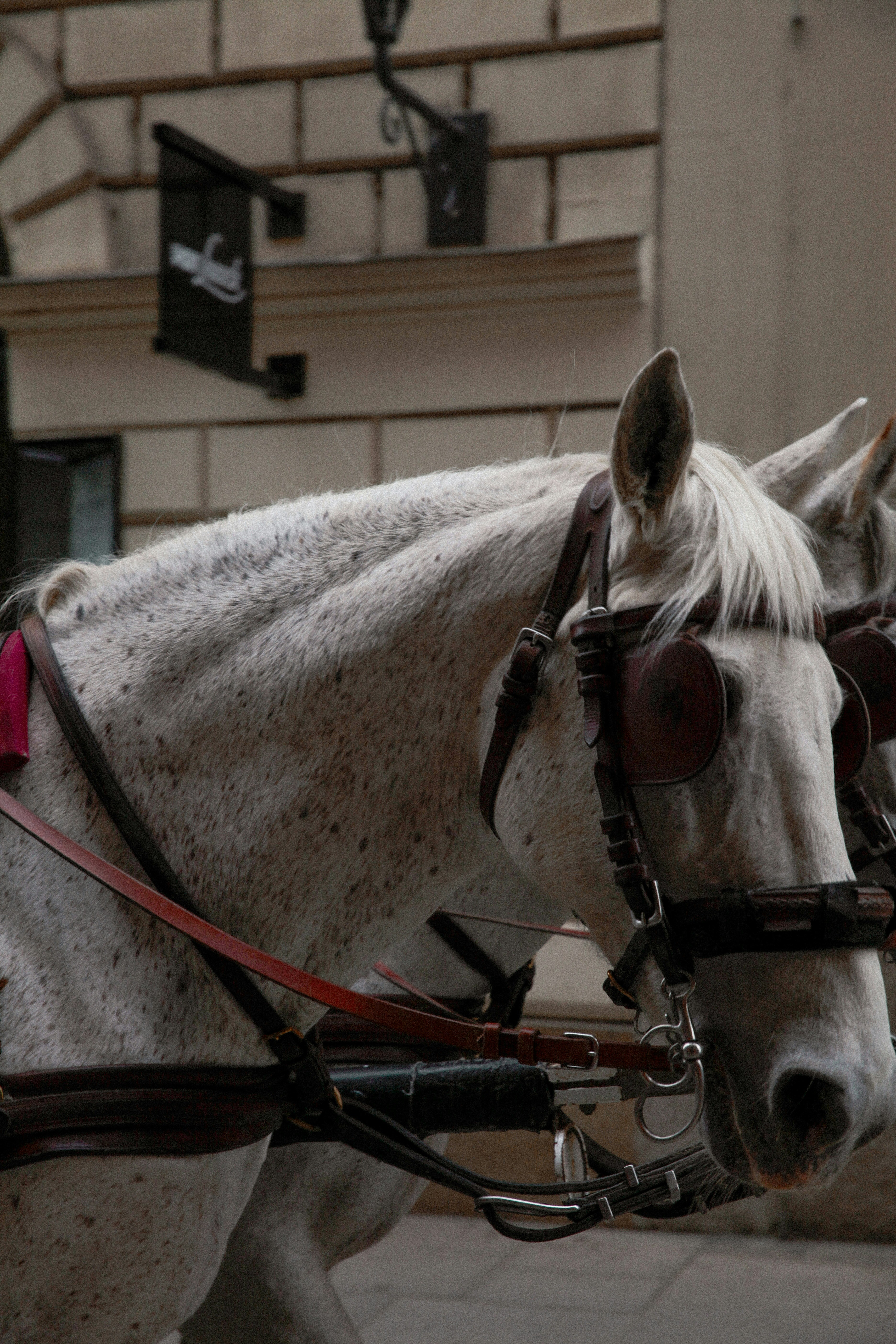 Un caballo blanco moteado que lleva arnés y arnés