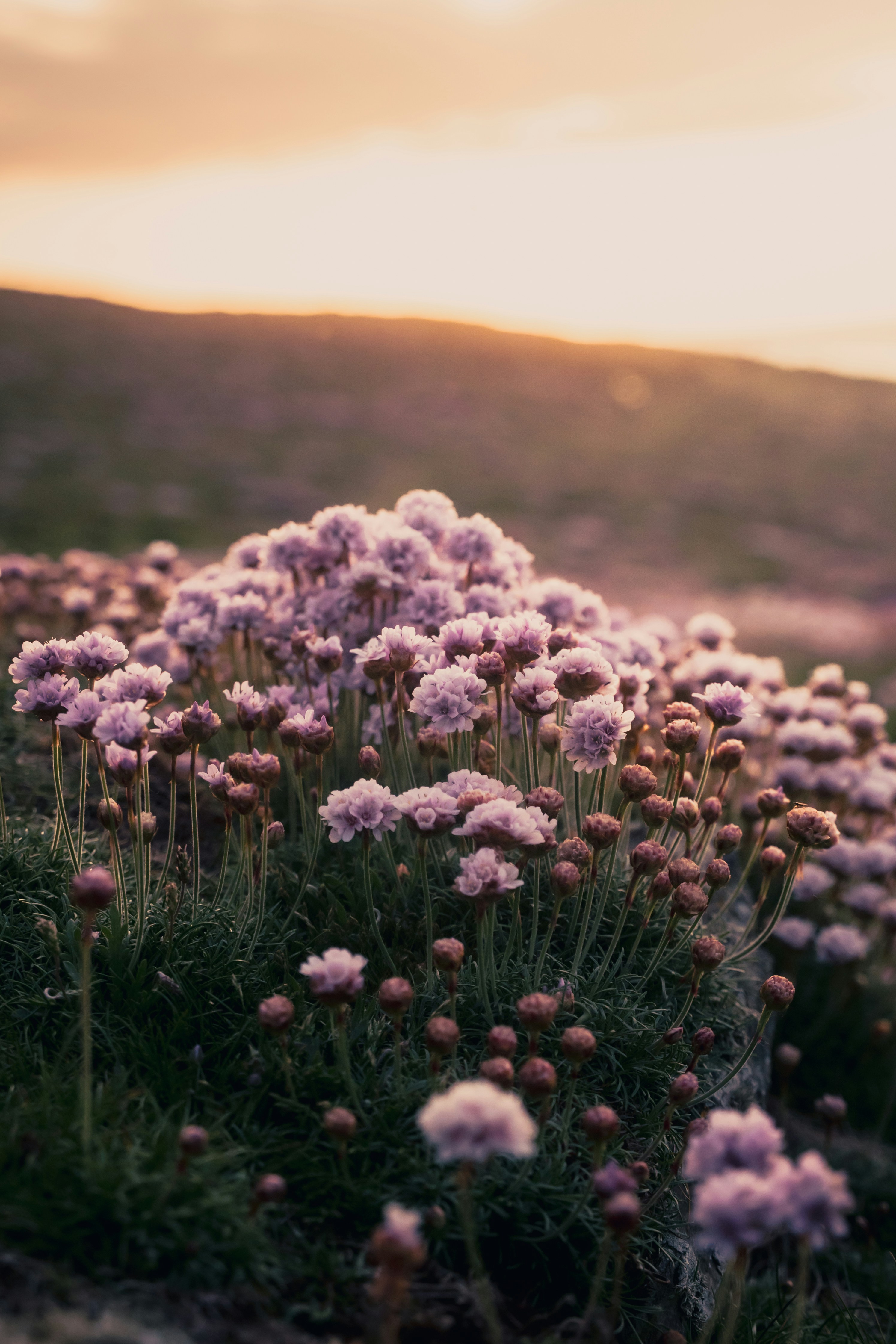 Pink wildflowers blooming at sunset on a hill