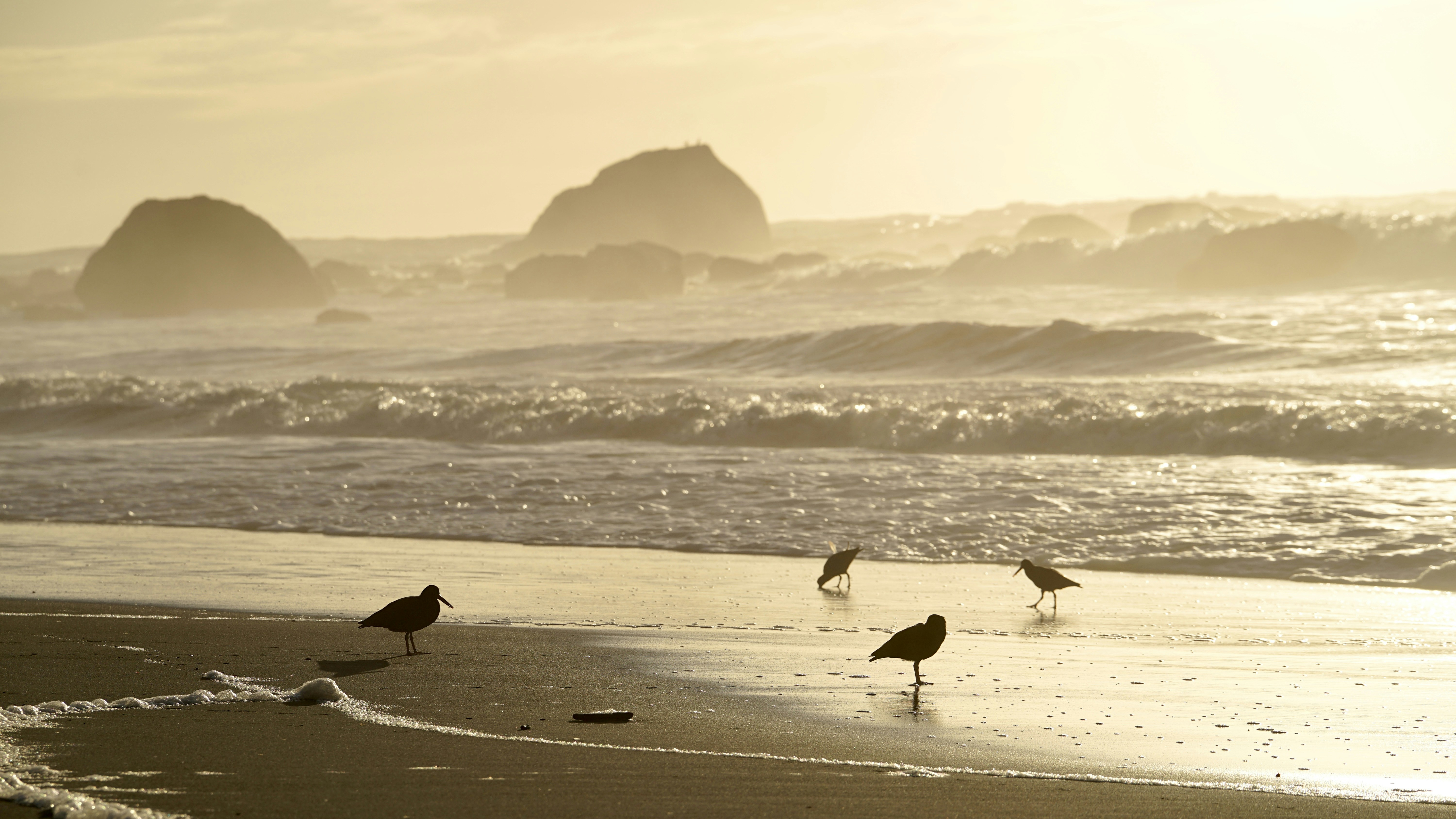 Seagulls on a sandy beach with ocean waves and rocks.
