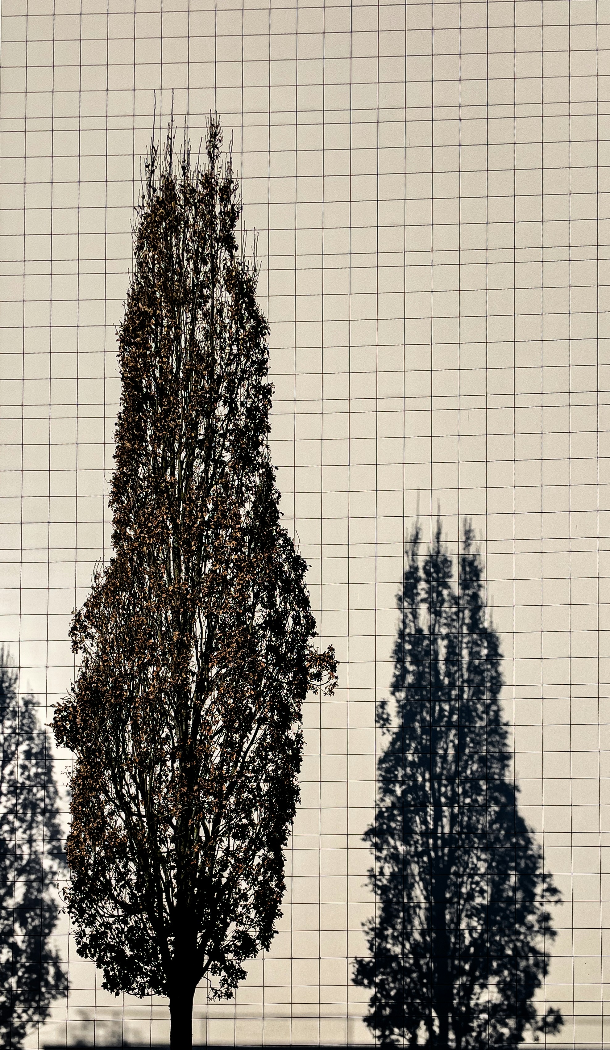 Árvores altas recortadas contra um fundo em grade