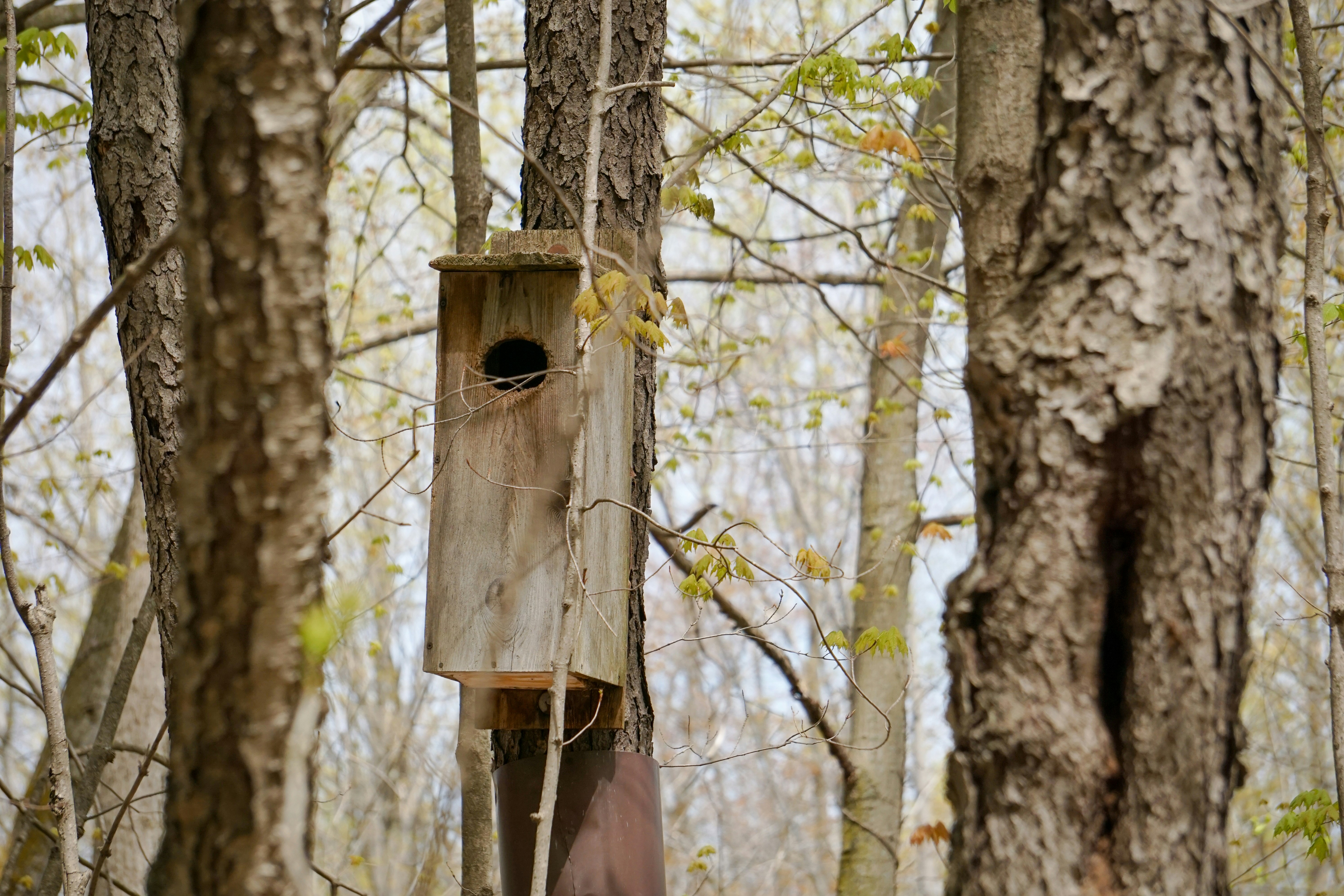 Holz-Vogelhaus, das an einem Baum in einem Wald befestigt ist.