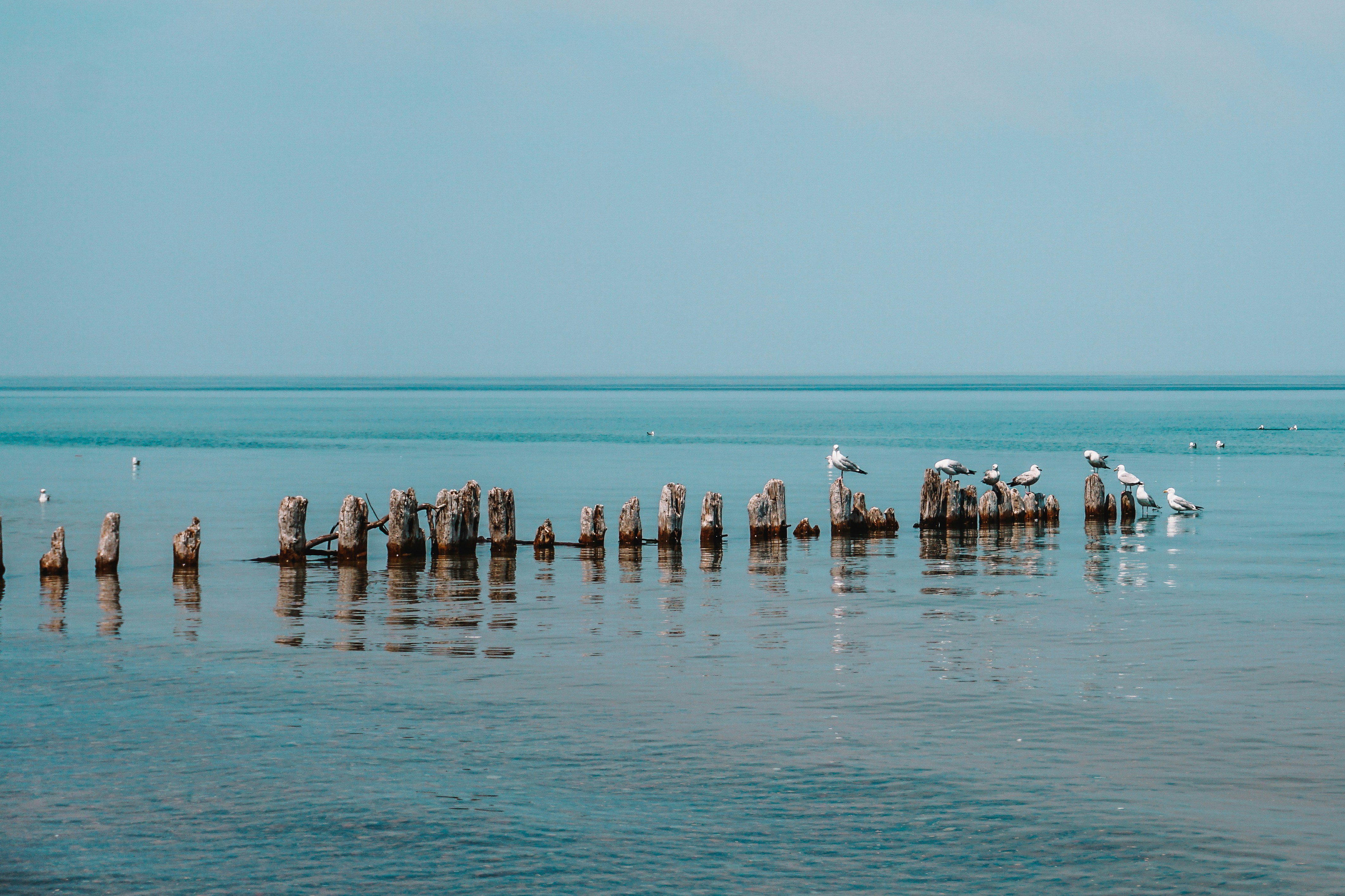 Seagulls perched on weathered wooden posts in calm water.