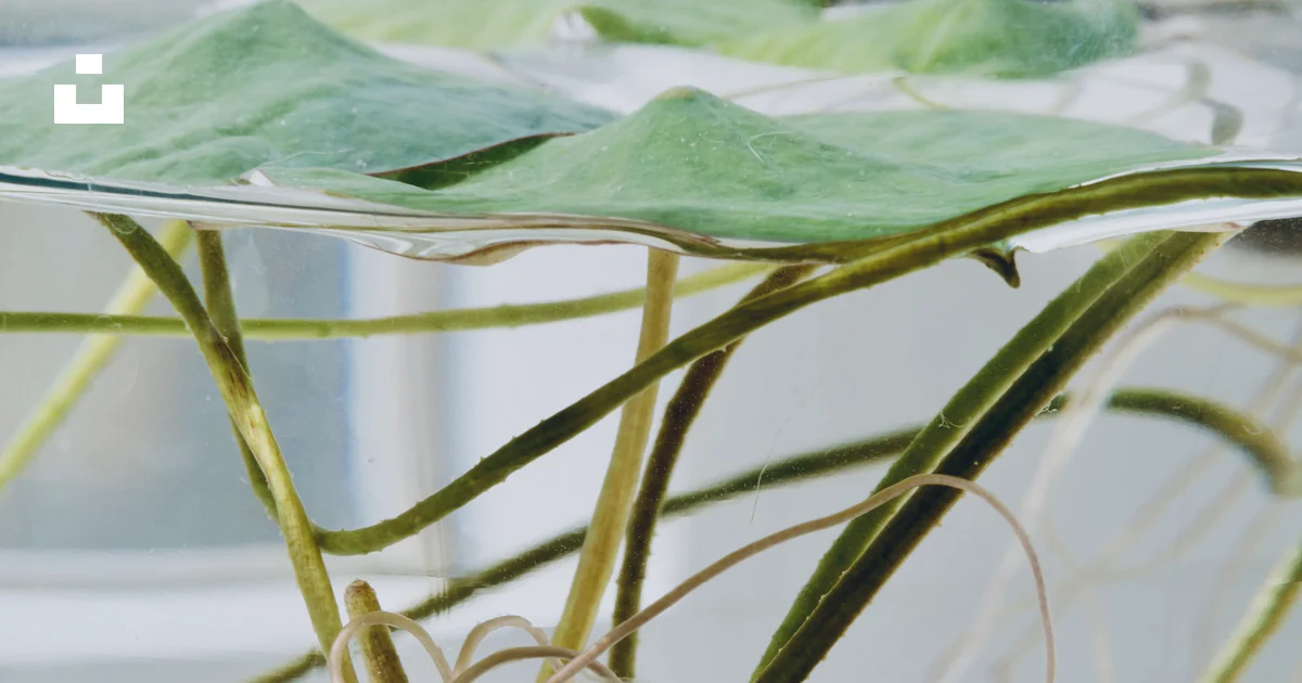 Lily Bulb Roots Water lily bulb with roots and leaves in water photo – Free Plant Image ...