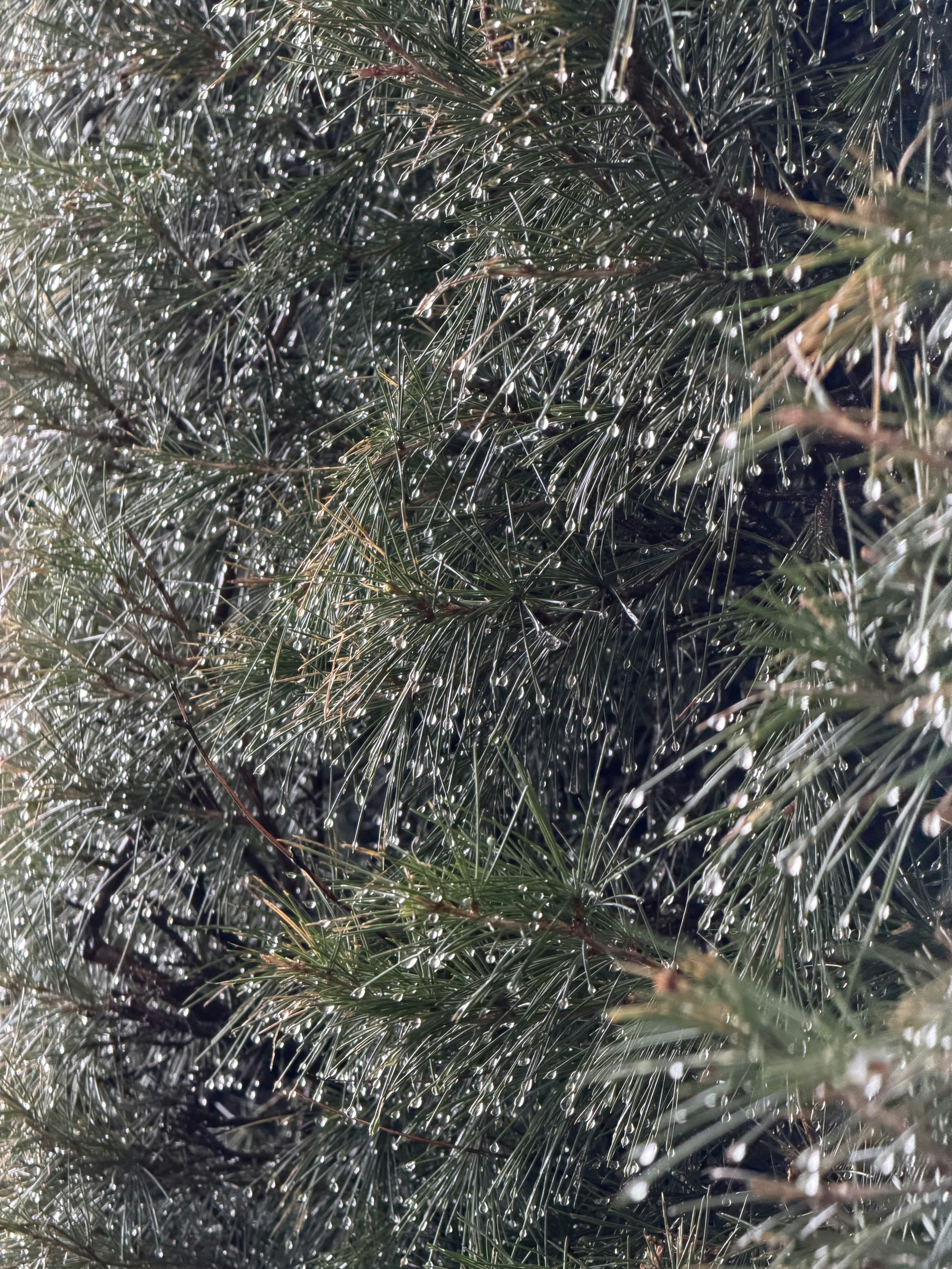 rainy season cleaning