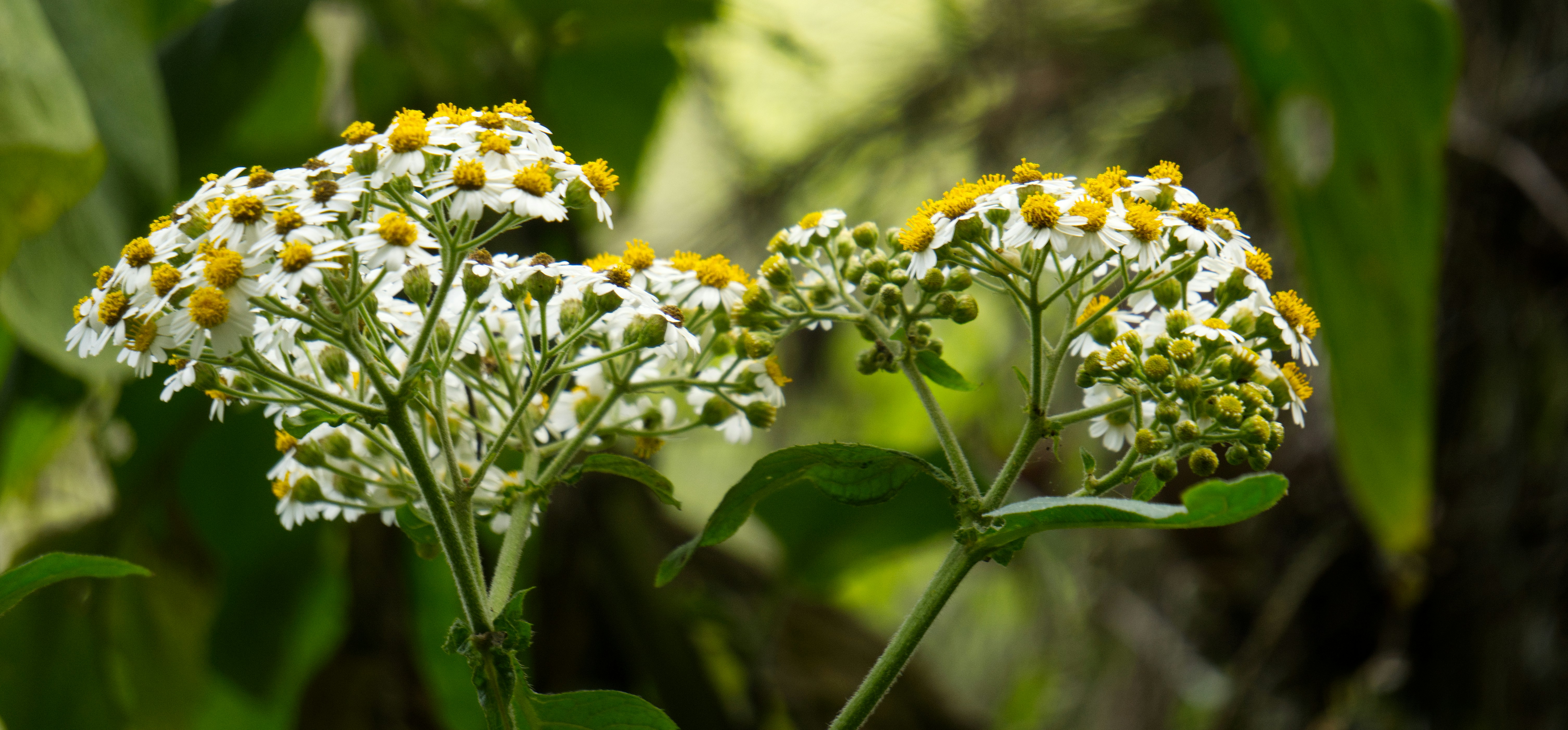 Grappoli di piccoli fiori bianchi con centri gialli