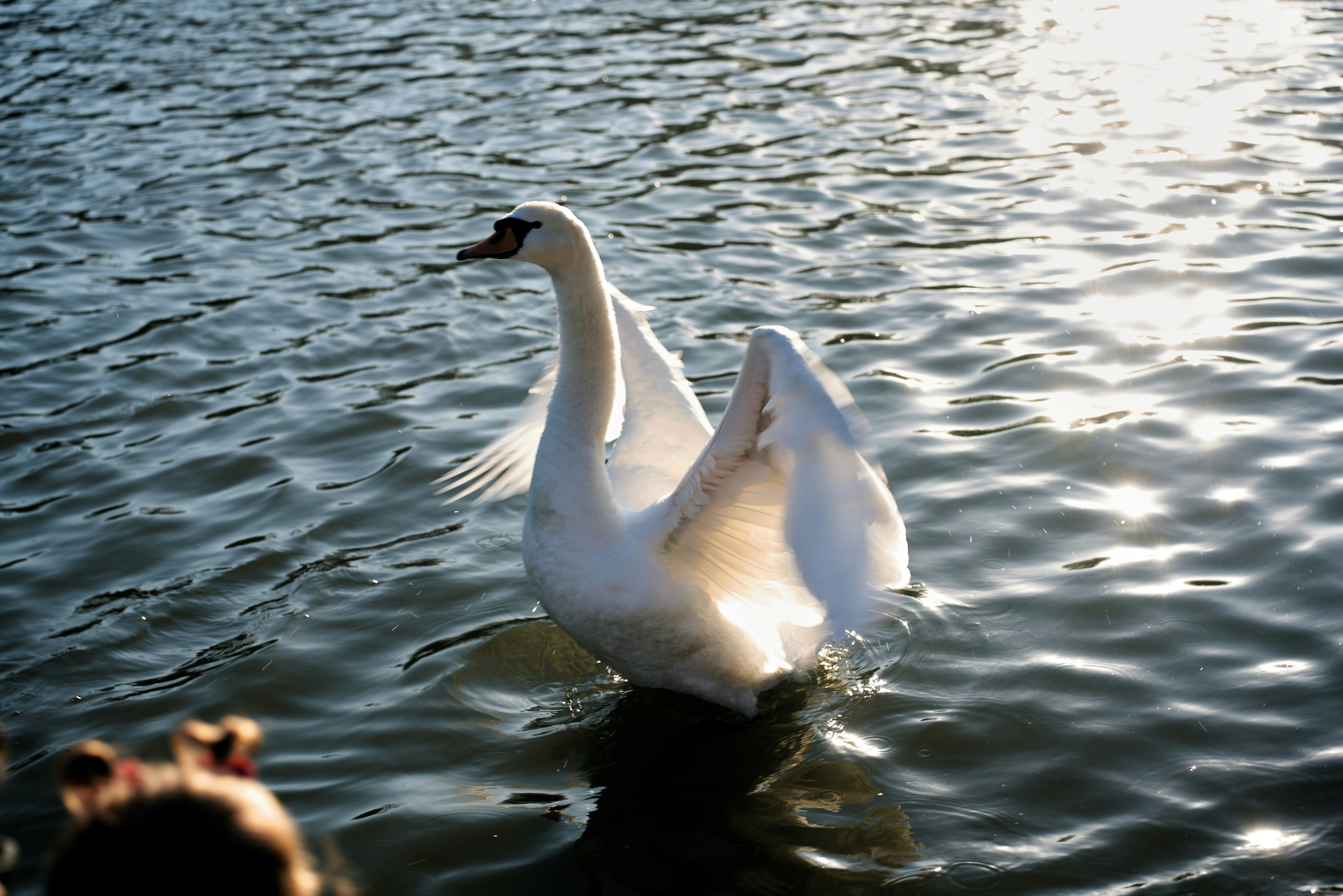 A white swan with wings spread on a lake. photo – Free Animal Image on ...
