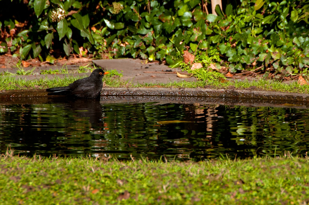 Corbeaux et animaux morts : une solution pour ton bain d'oiseaux