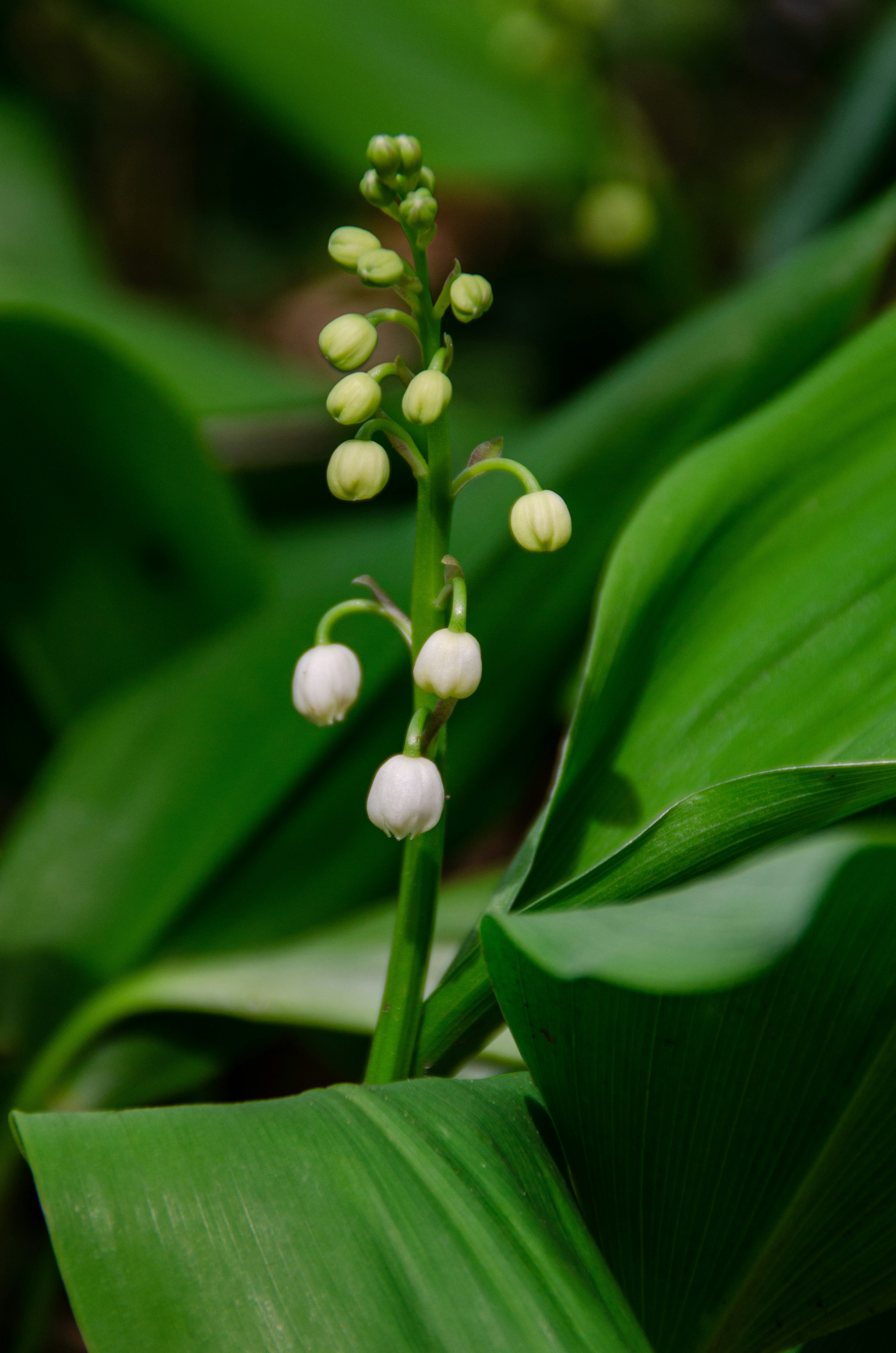 Photo by joelvschoon