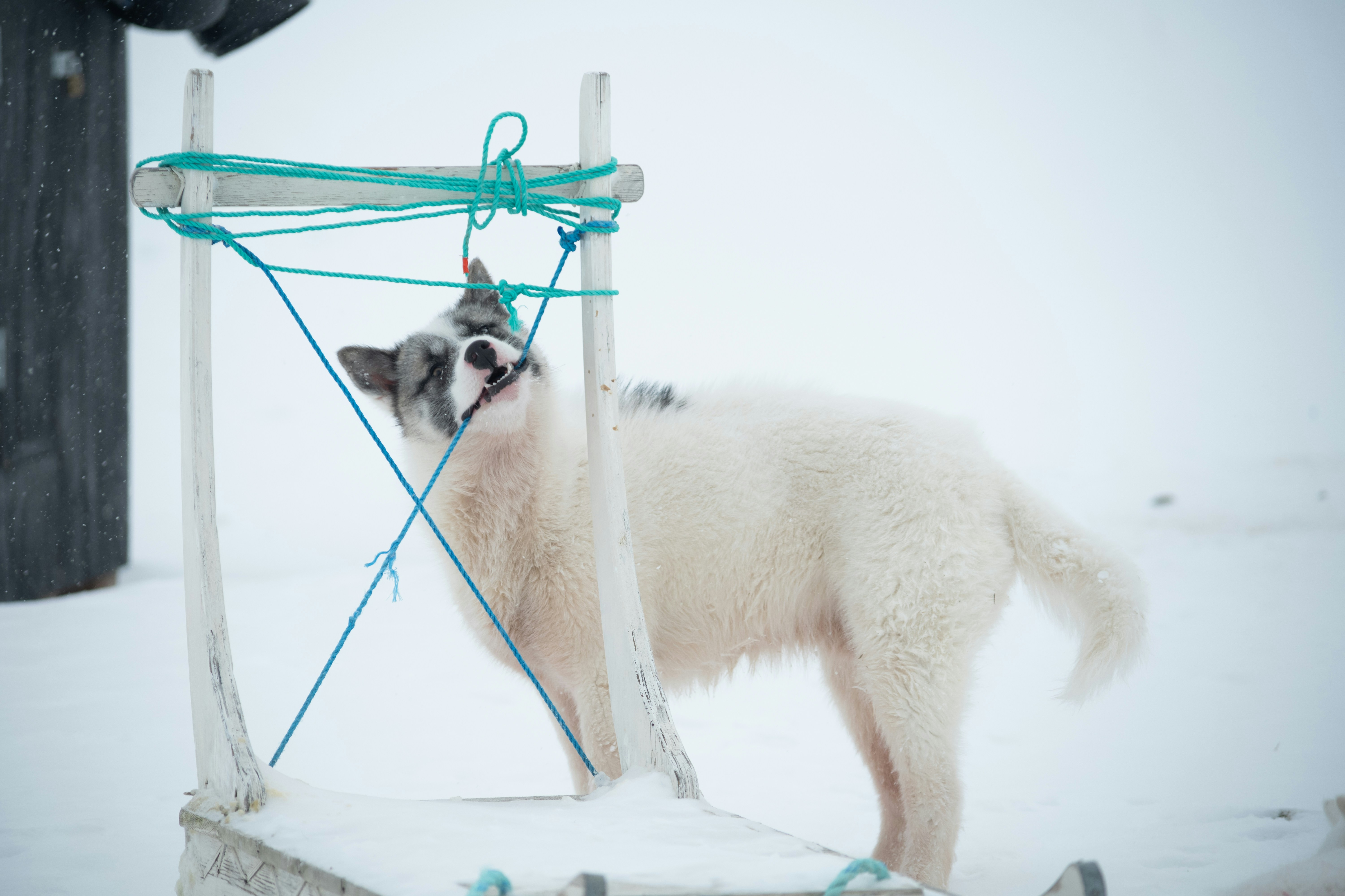 A white husky dog tangled in ropes on a sled