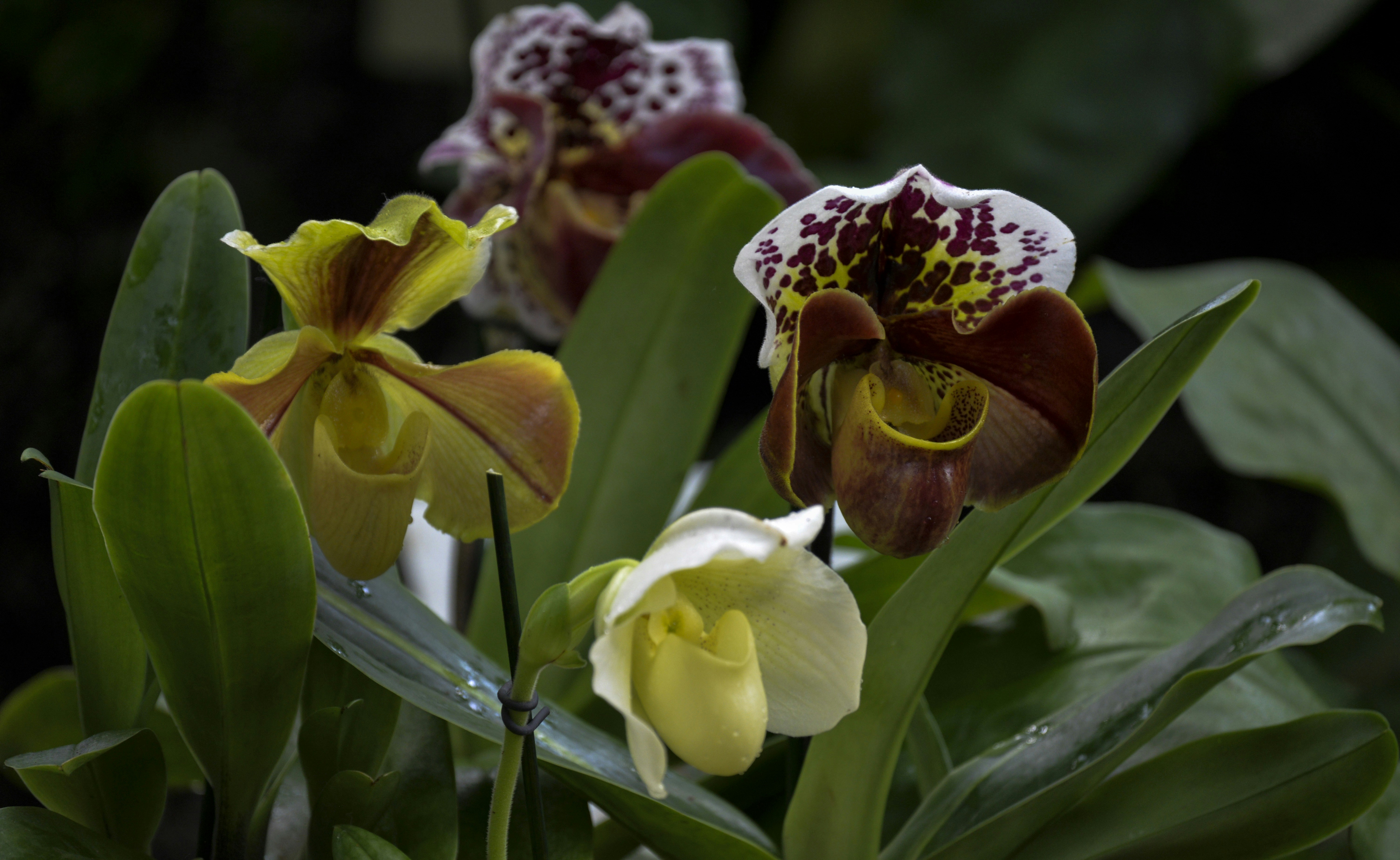 Three colorful lady slipper orchids bloom amongst green leaves.