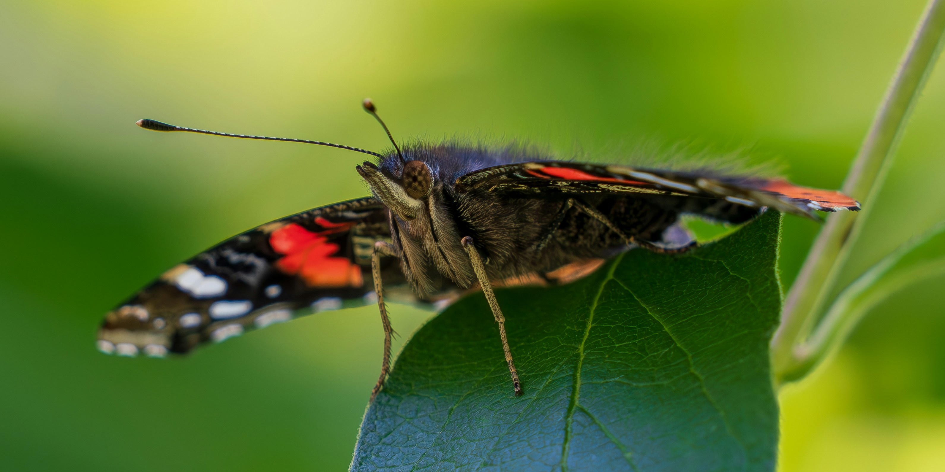 Photo by carolgauthier