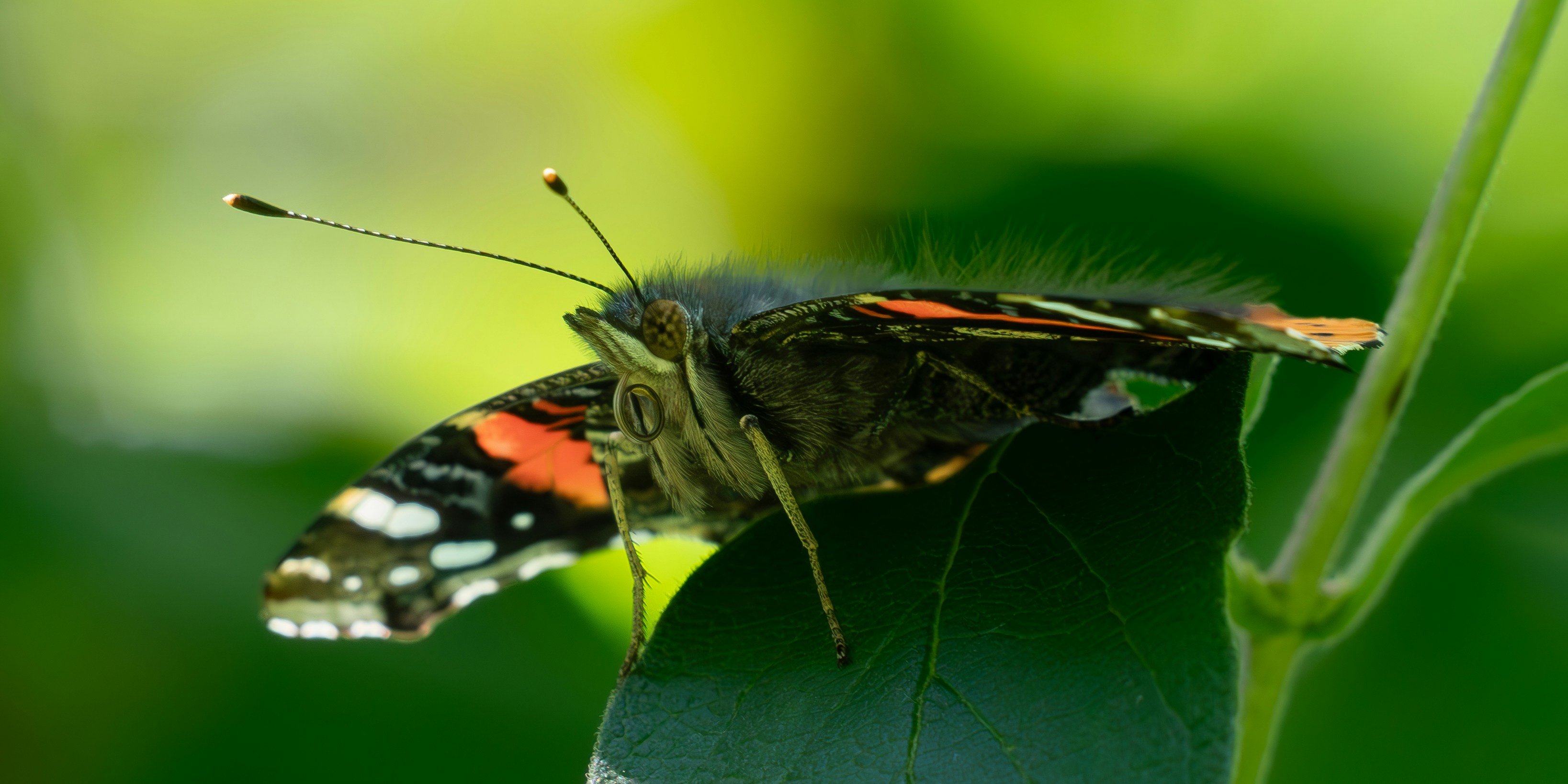 Photo by carolgauthier