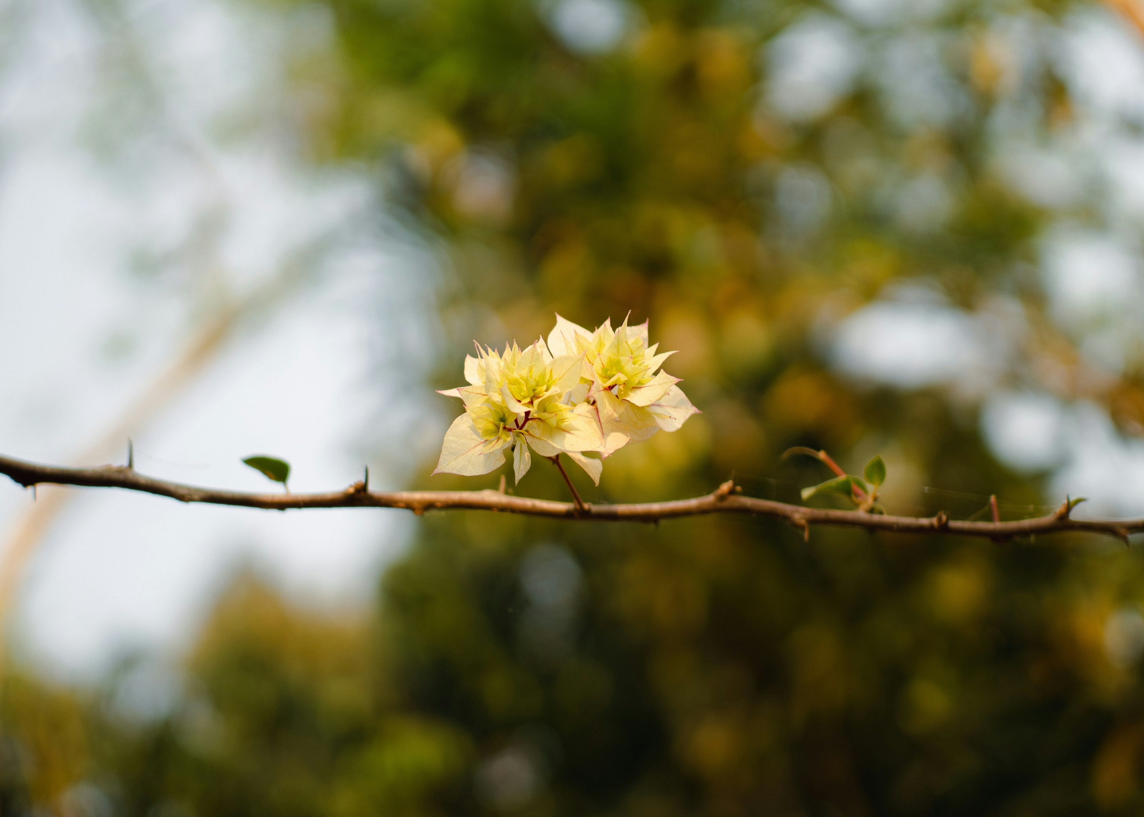 Delicadas flores brancas desabrocham em um galho espinhoso.