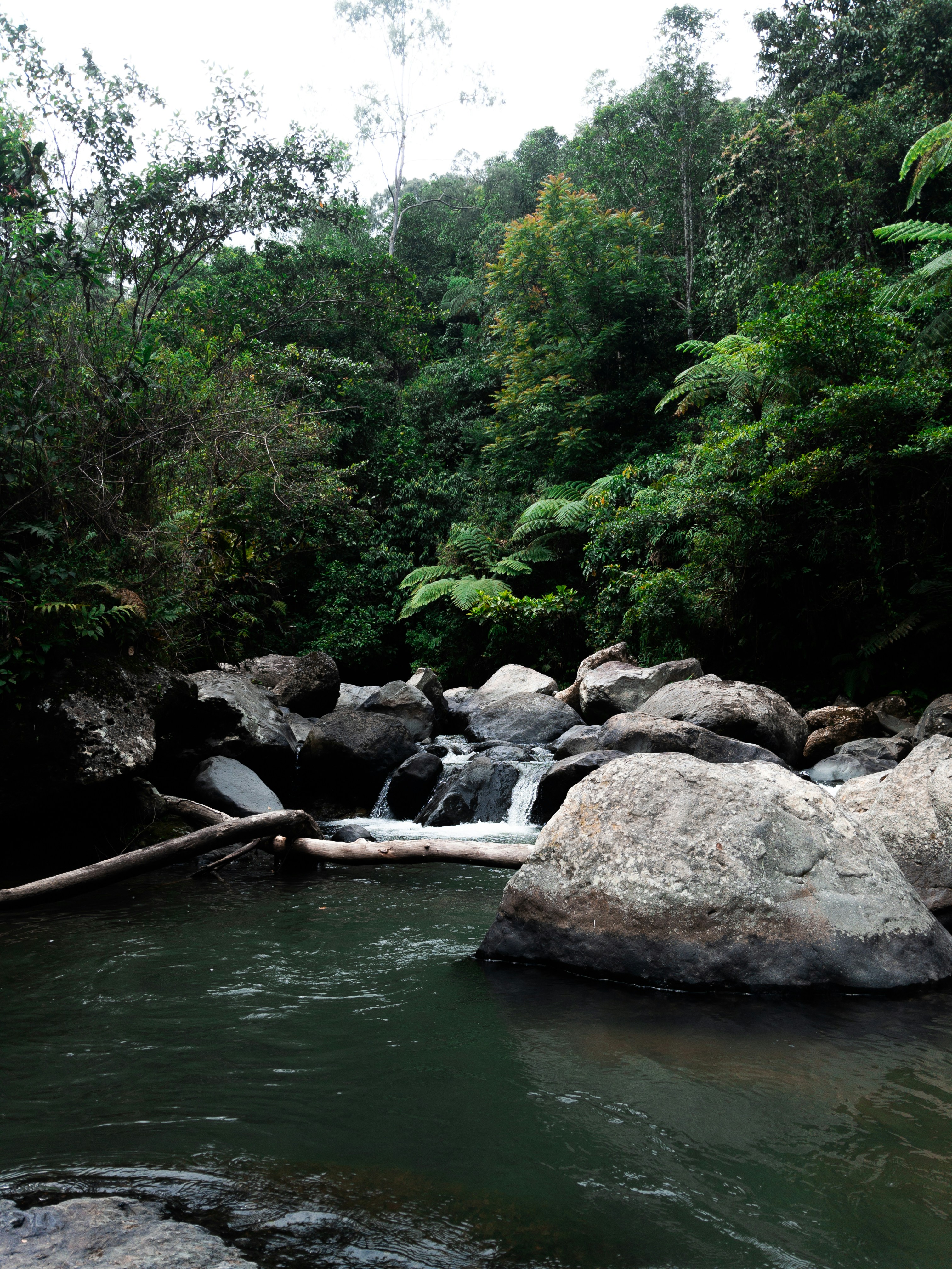Sungai berbatu mengalir melalui hutan hijau subur.