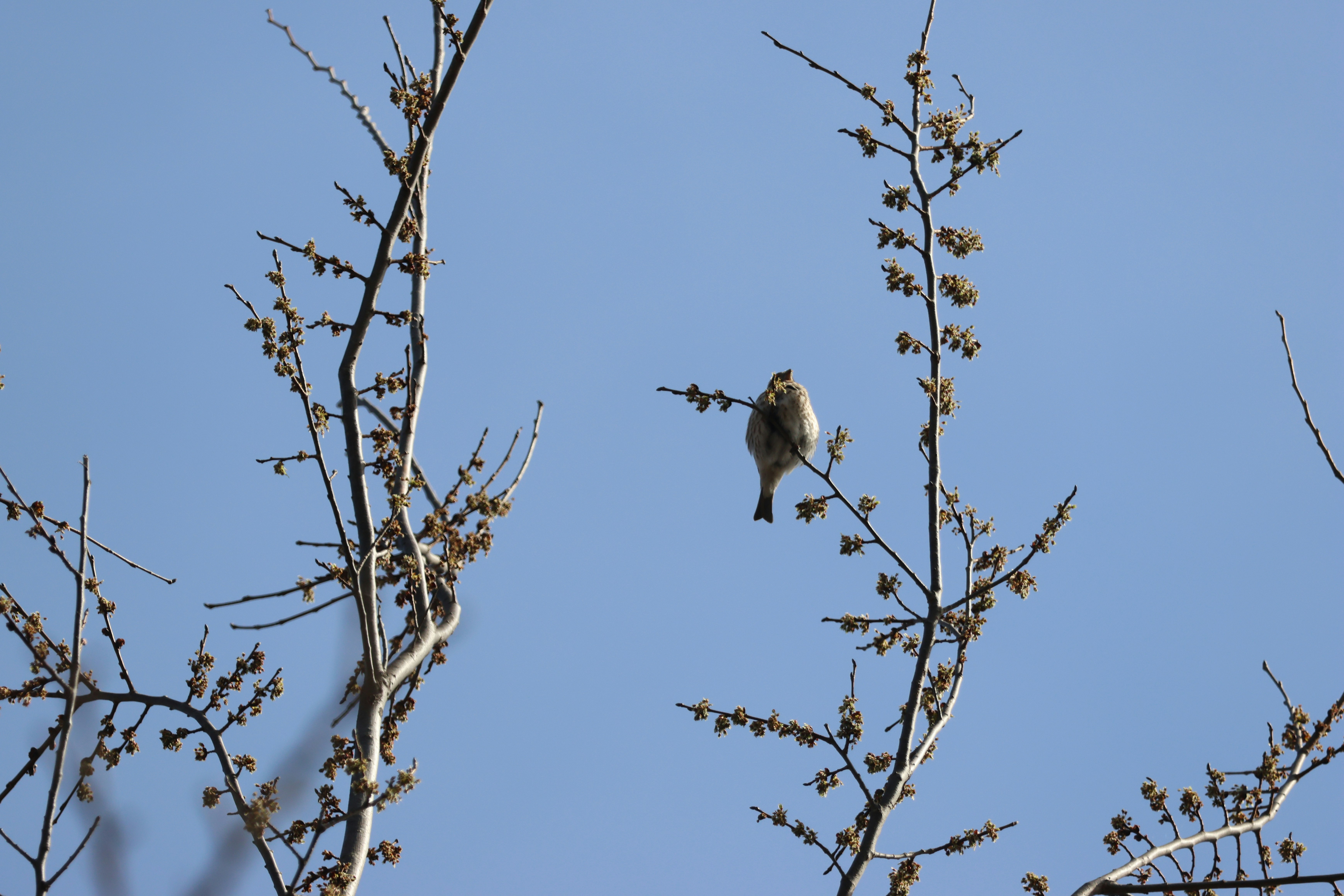 Photo by cornthechicken