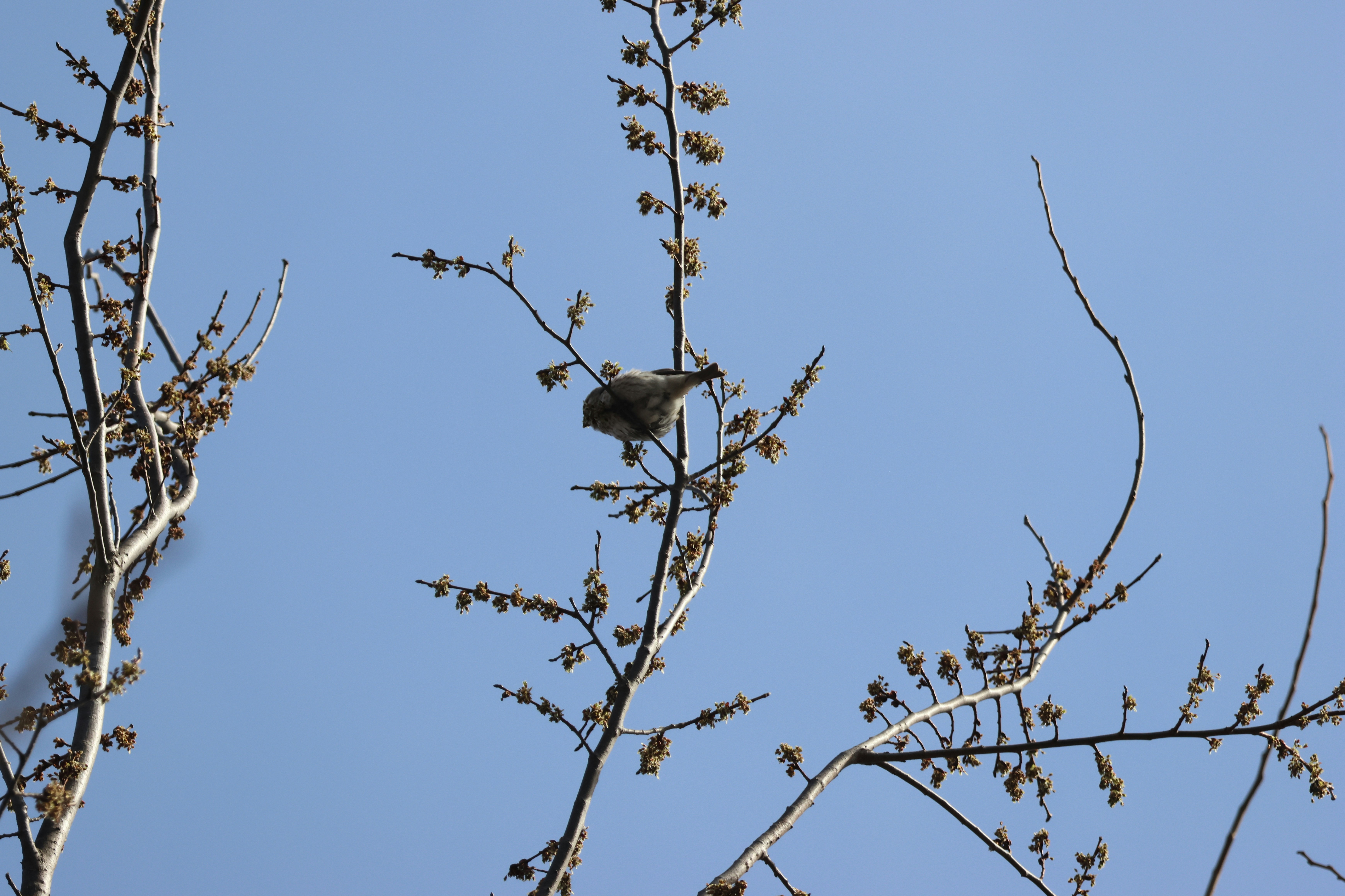 Photo by cornthechicken