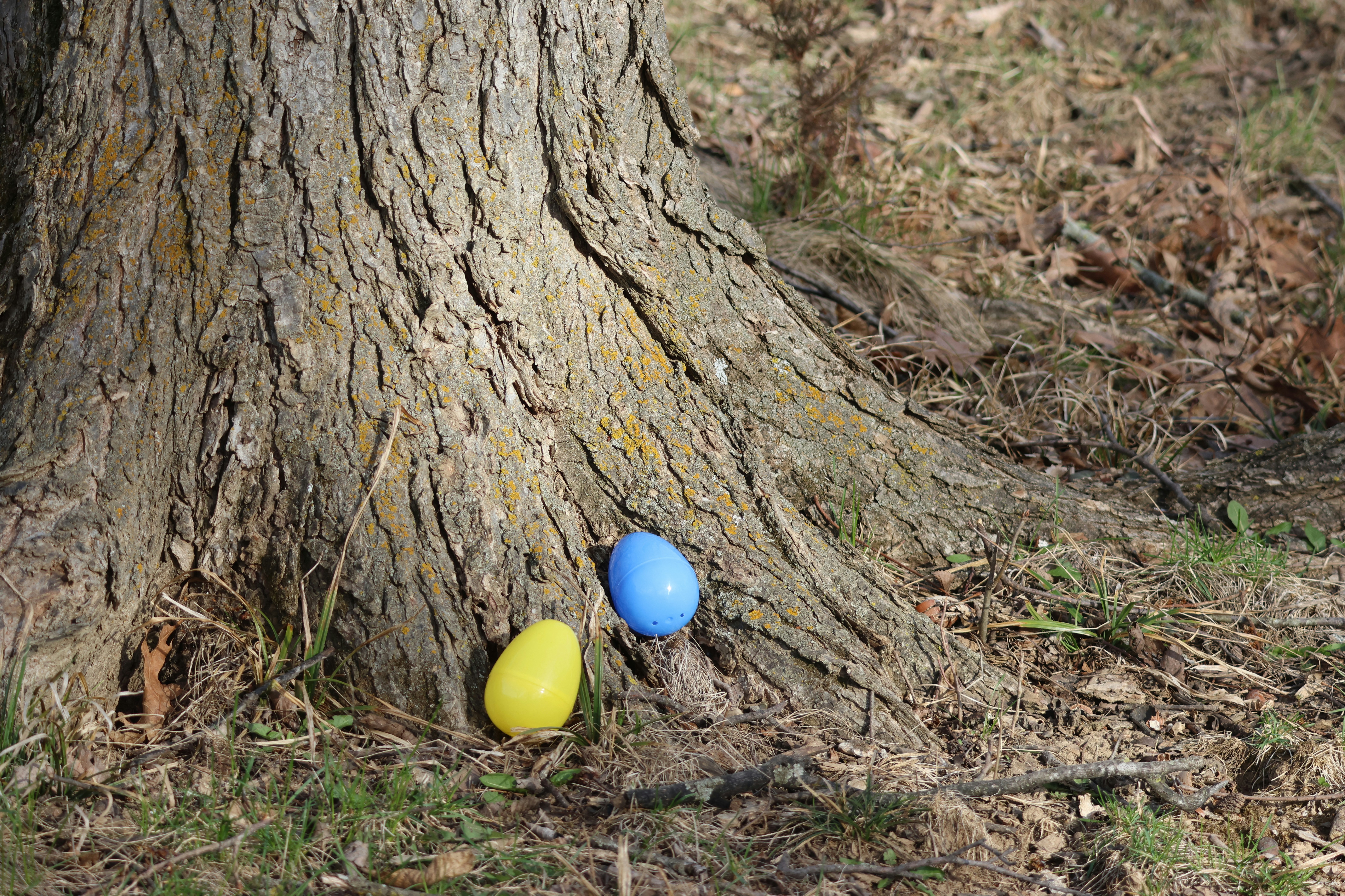 Two colorful easter eggs near a tree trunk