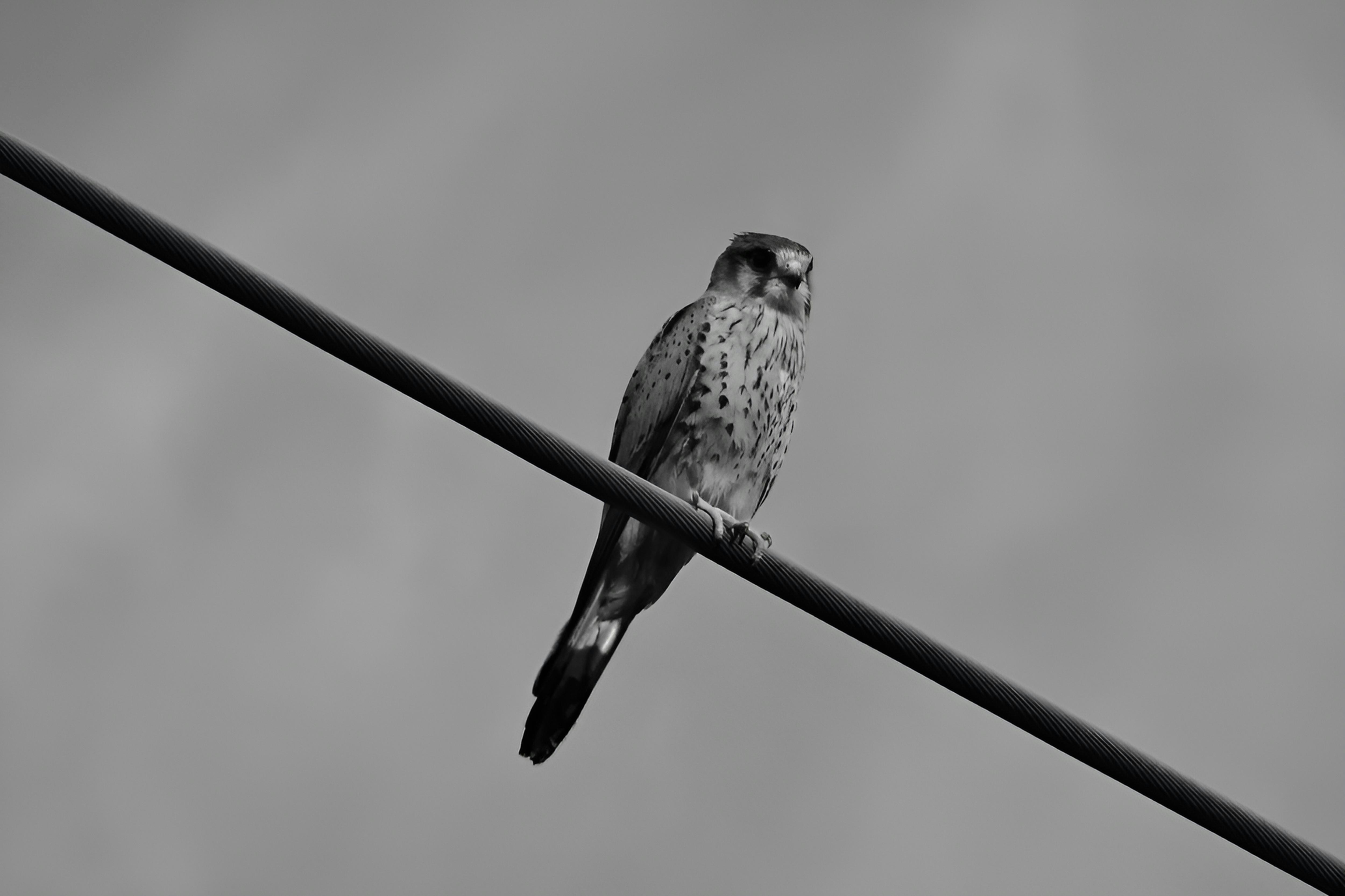 Photo by nikodemus777