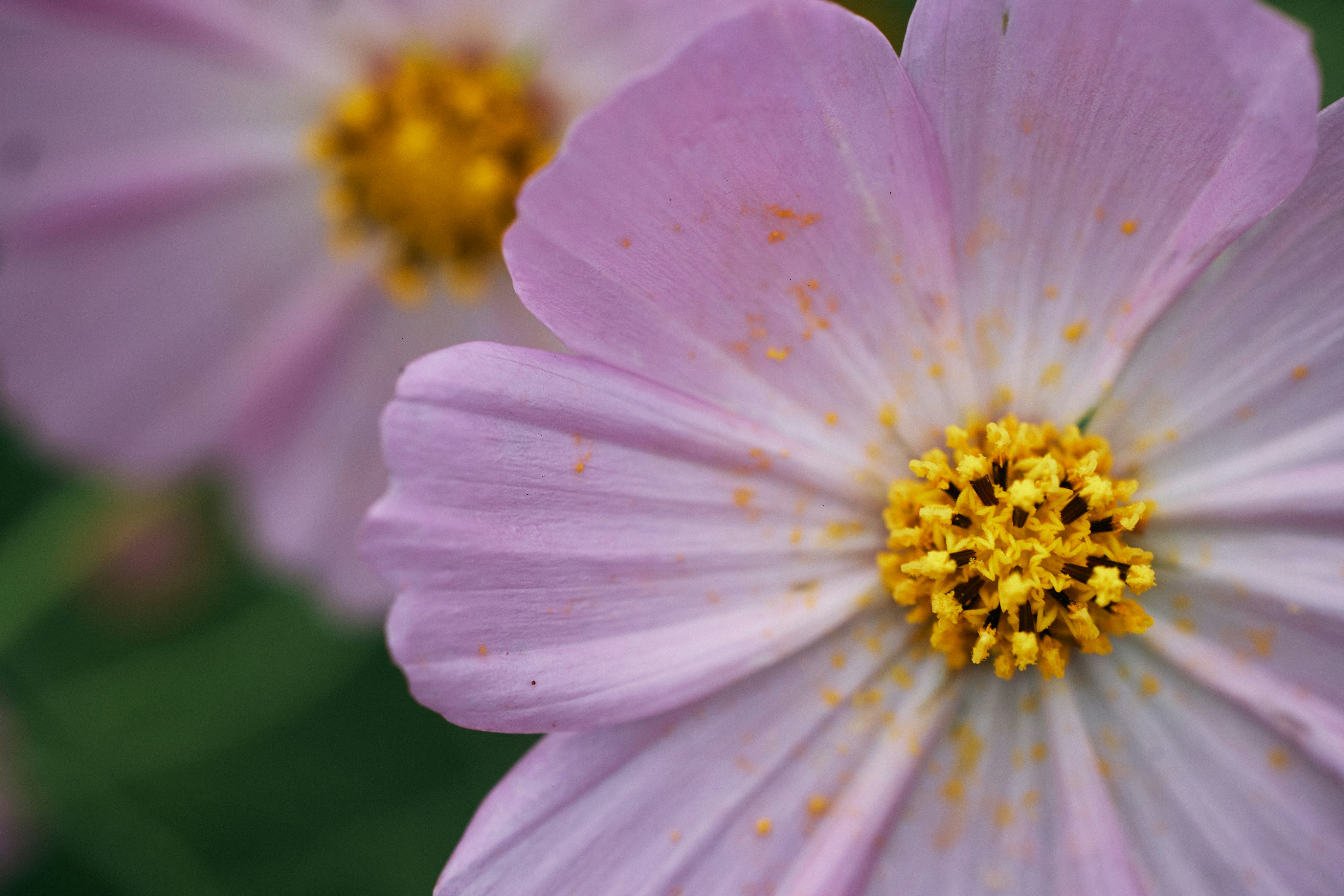 Photo by tsuyoshikozu