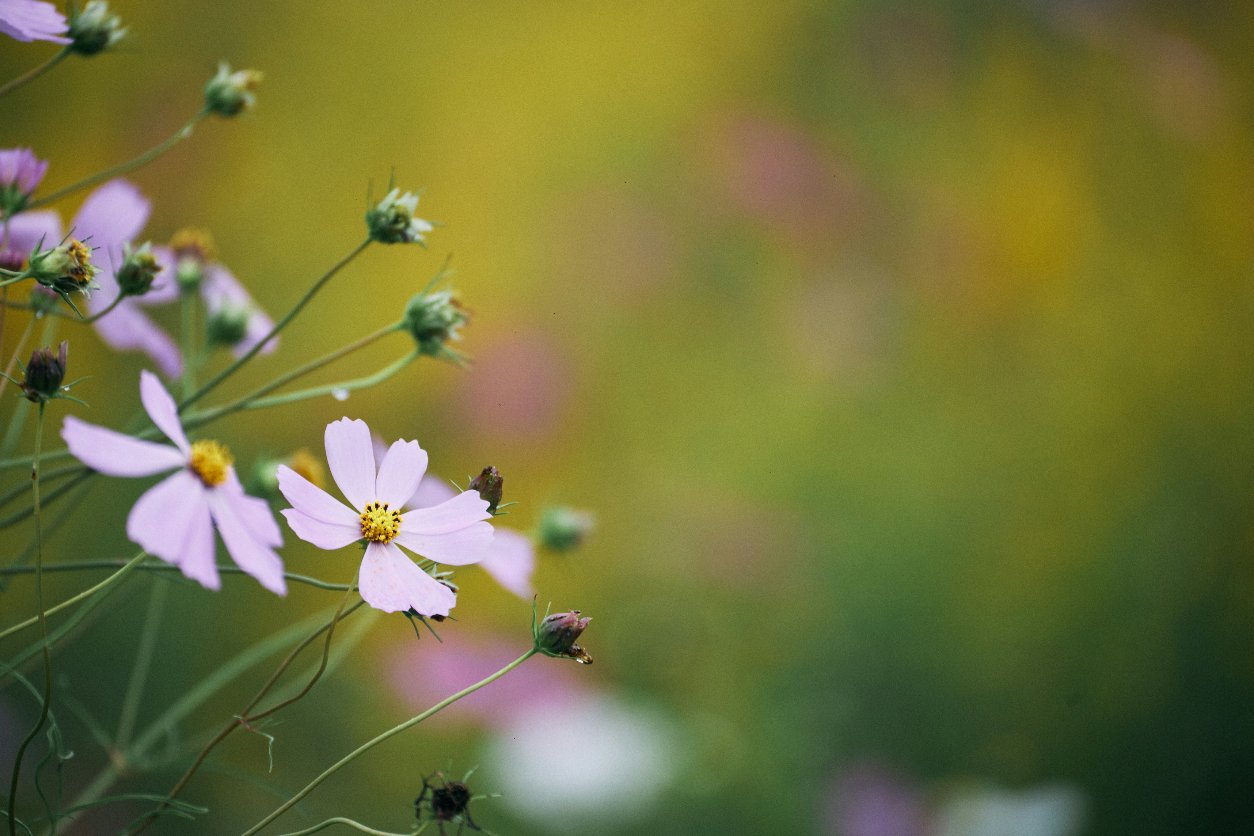 Photo by tsuyoshikozu