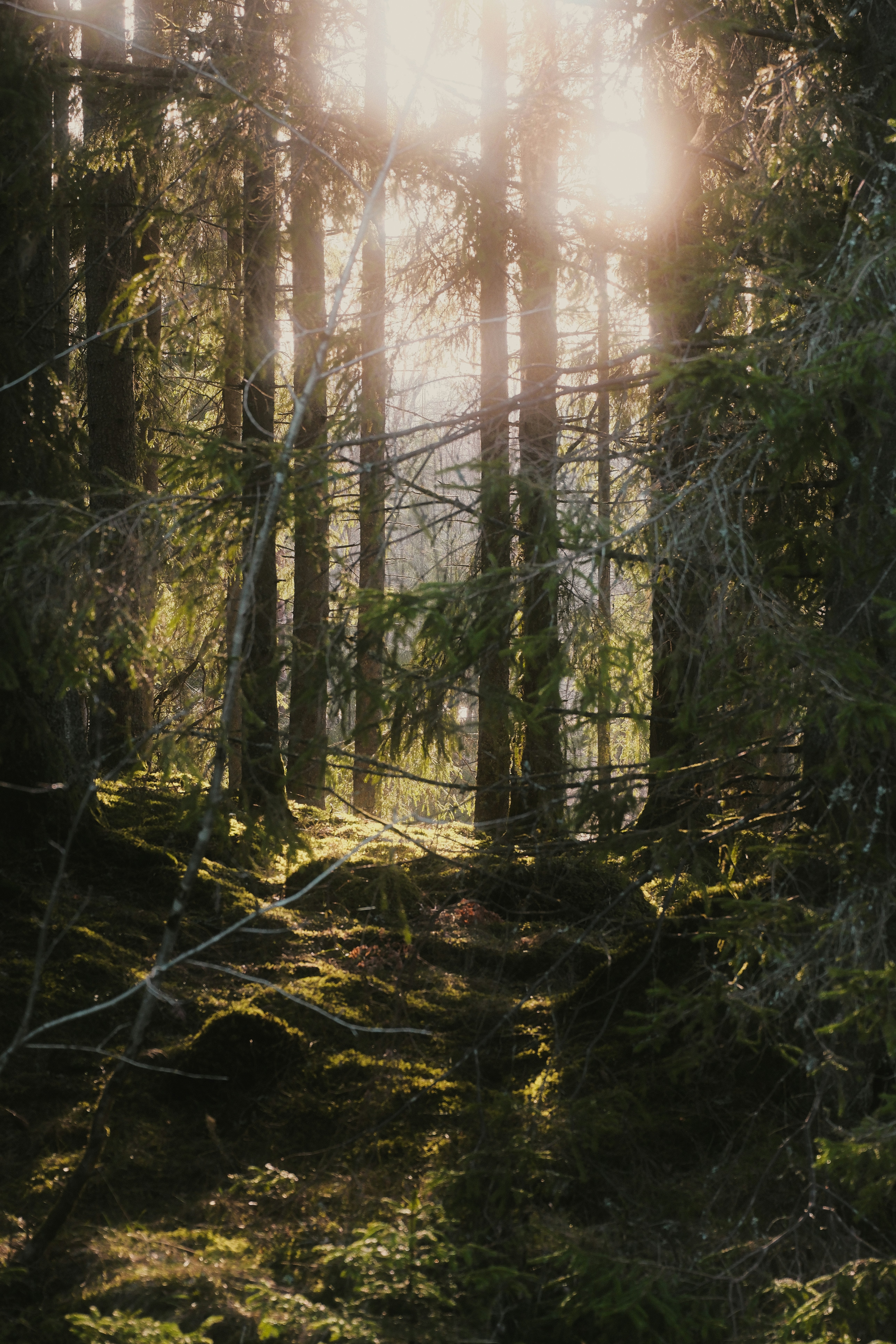 Photo by magnusjonasson