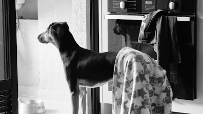 A dog stands by a refrigerator and oven.