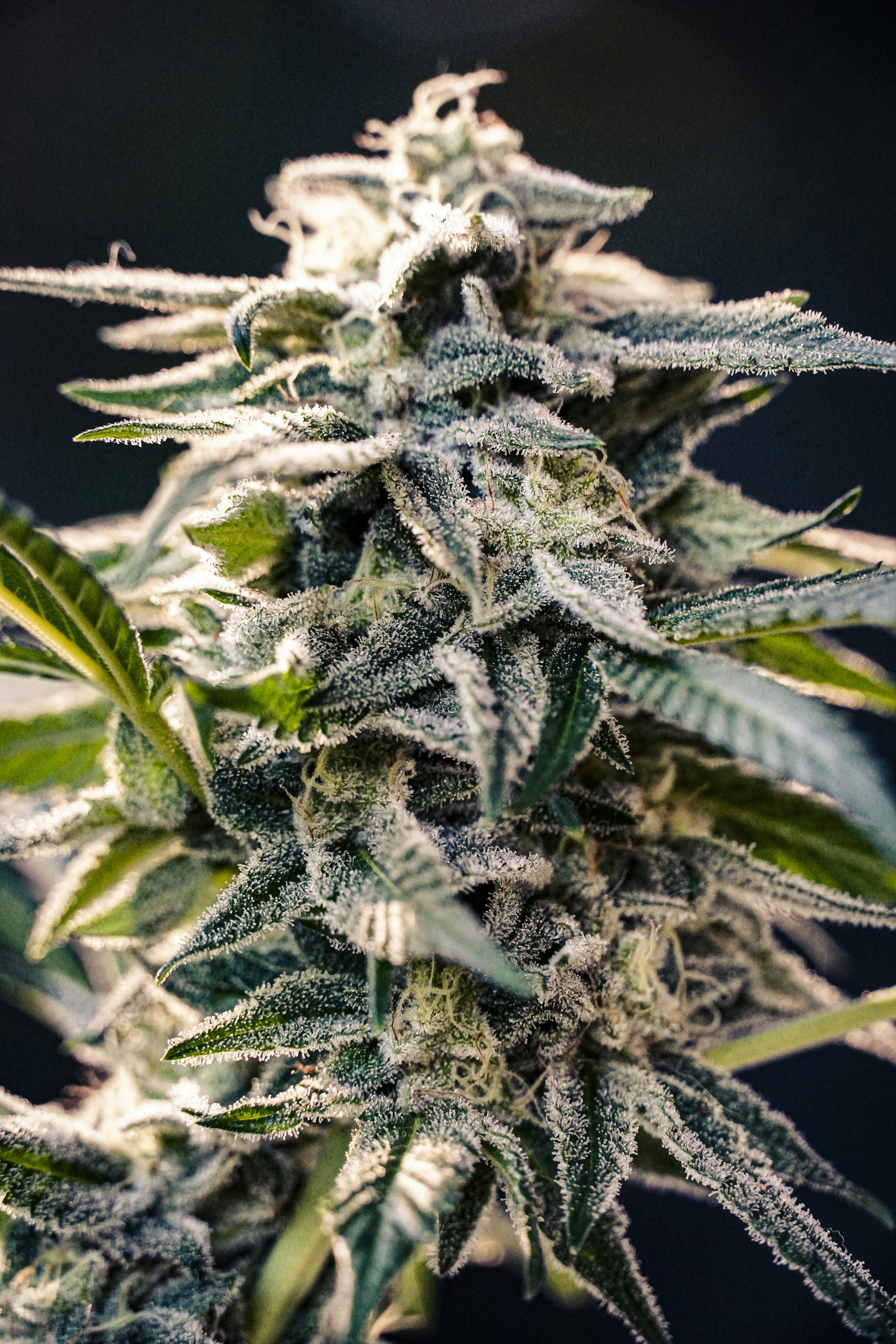 Close-up of a cannabis plant with frosty trichomes