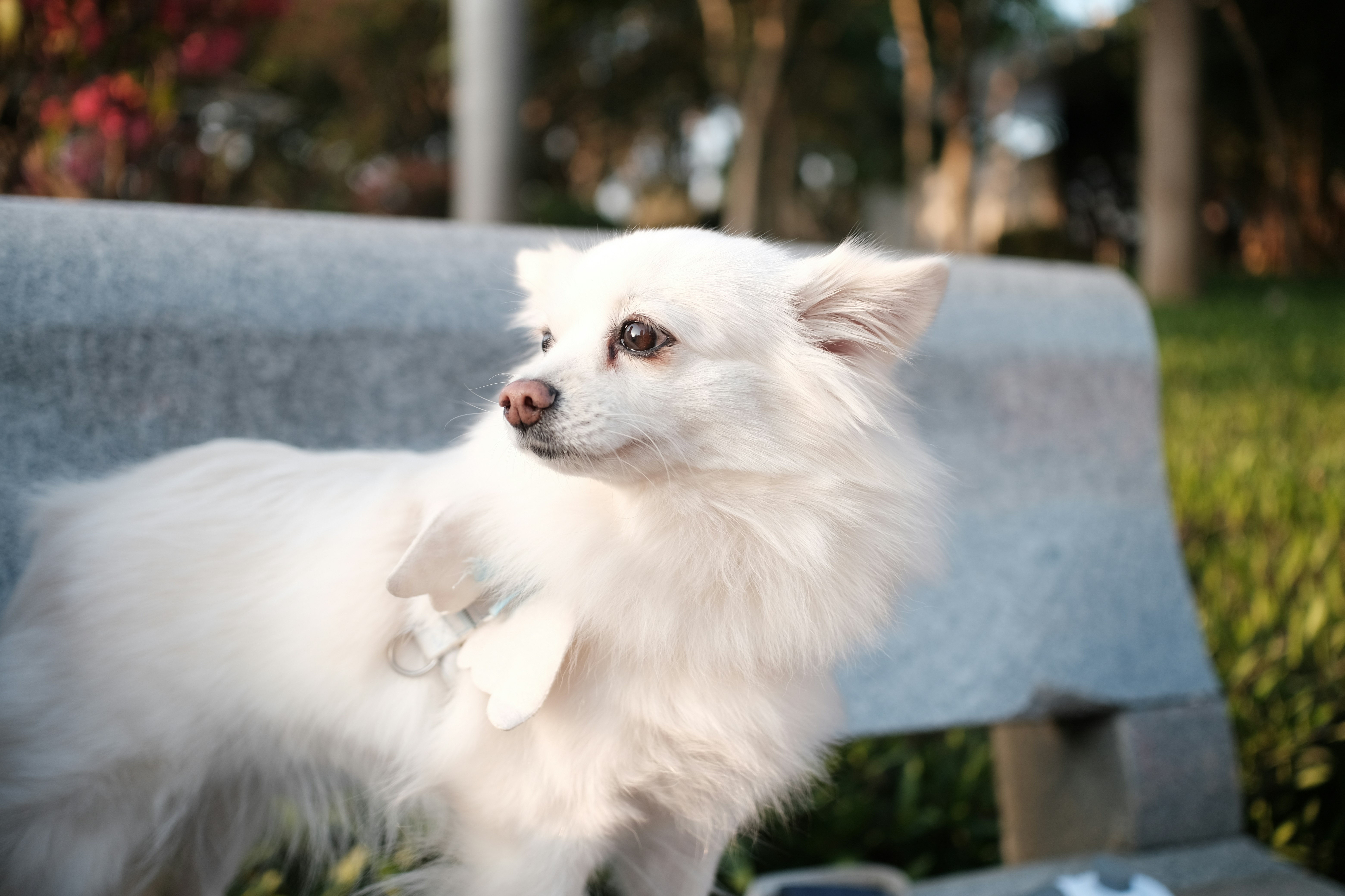 Run Free Secure Dog Fields