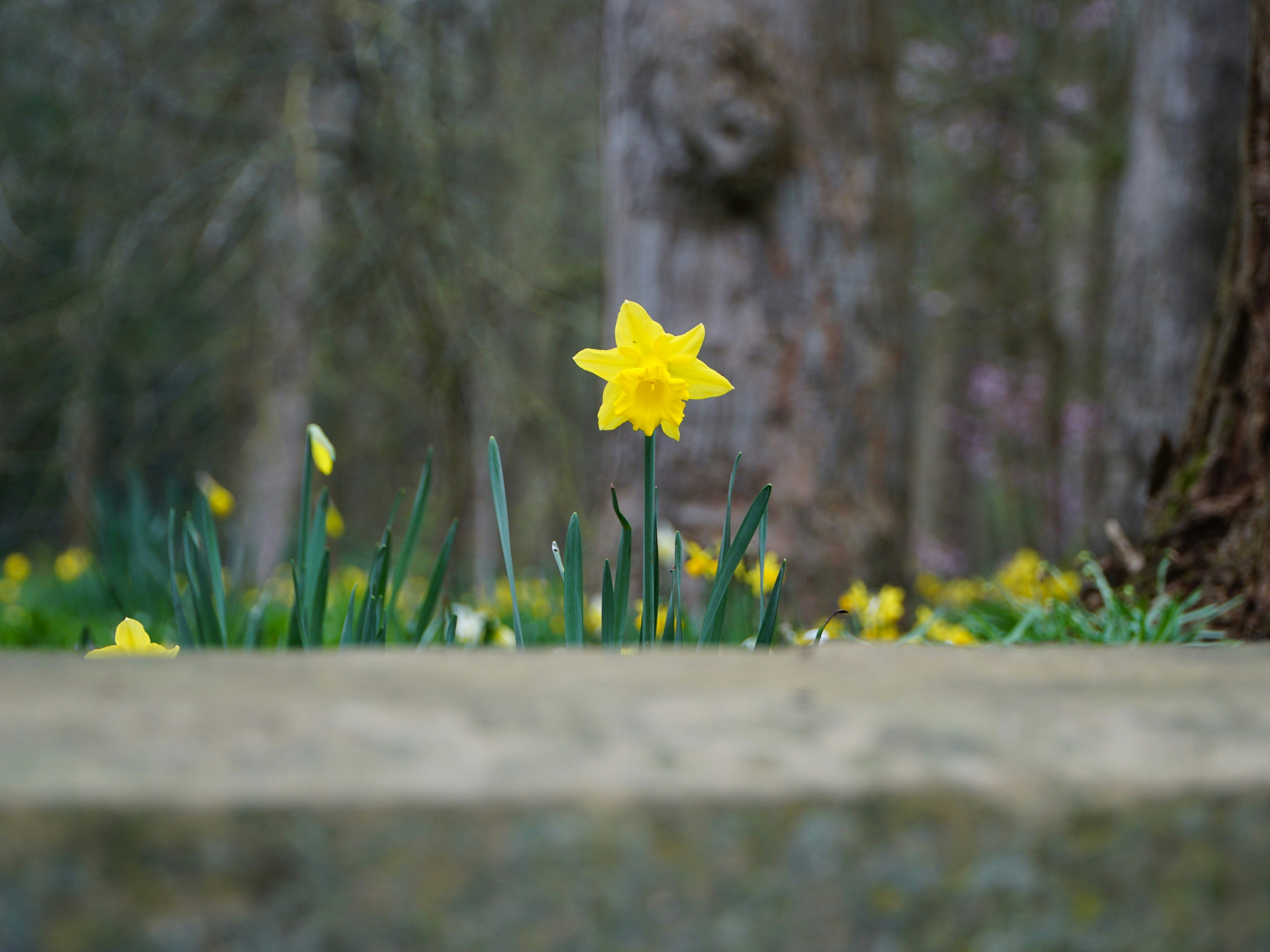 Un singolo narciso giallo fiorisce in primavera.