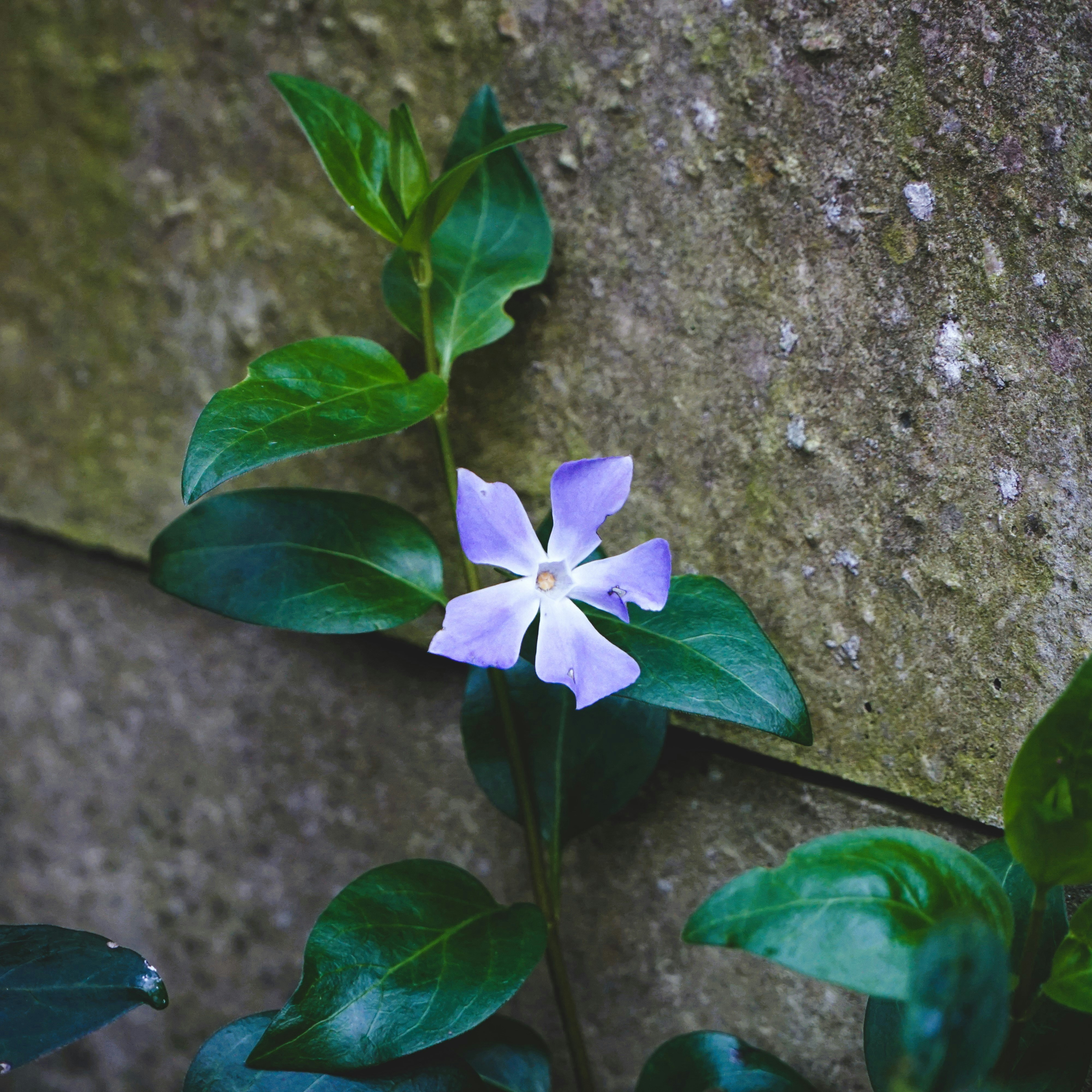 Un singolo fiore pervinca sboccia su una vite.