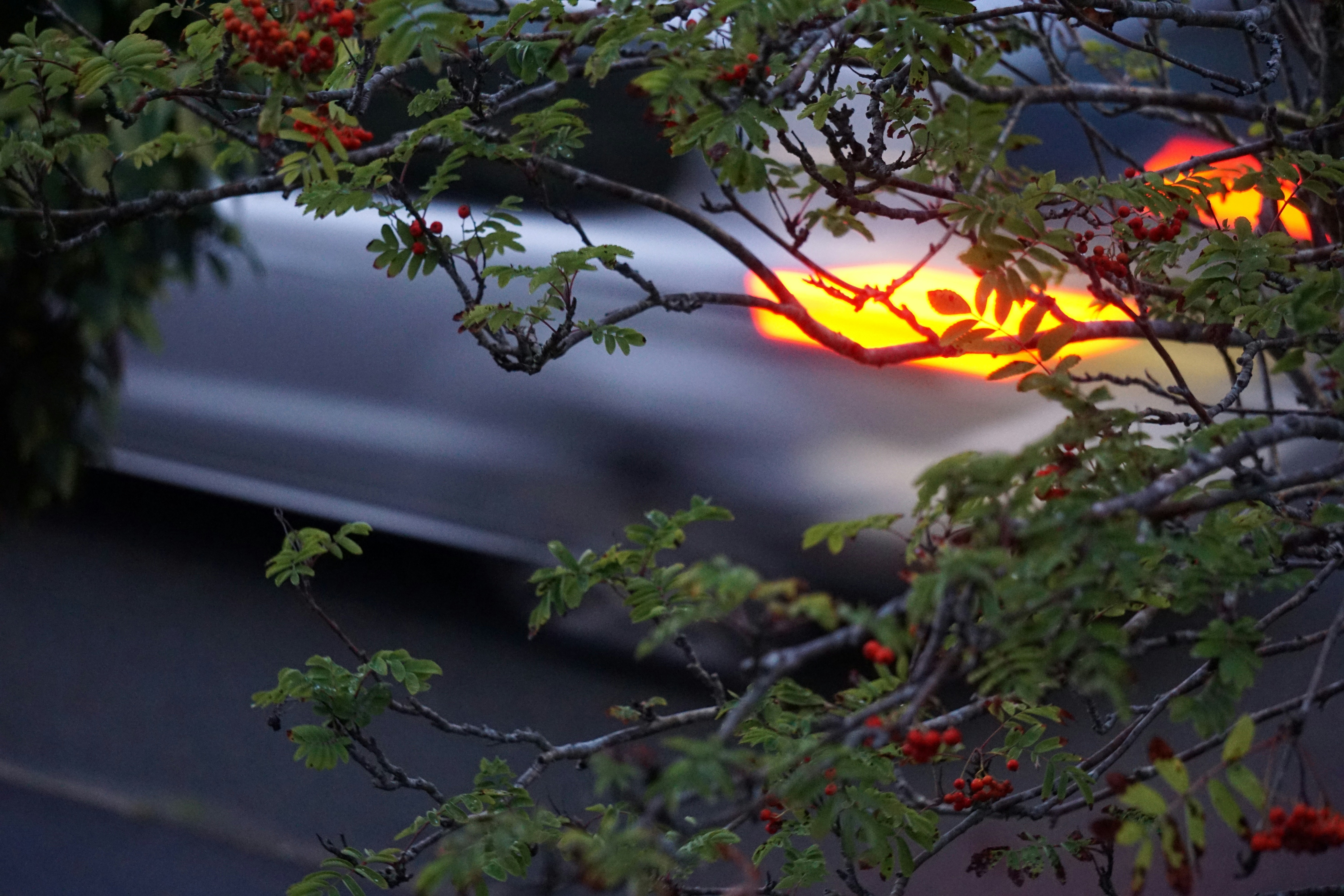 Auto sfocata con luci posteriori luminose dietro i rami
