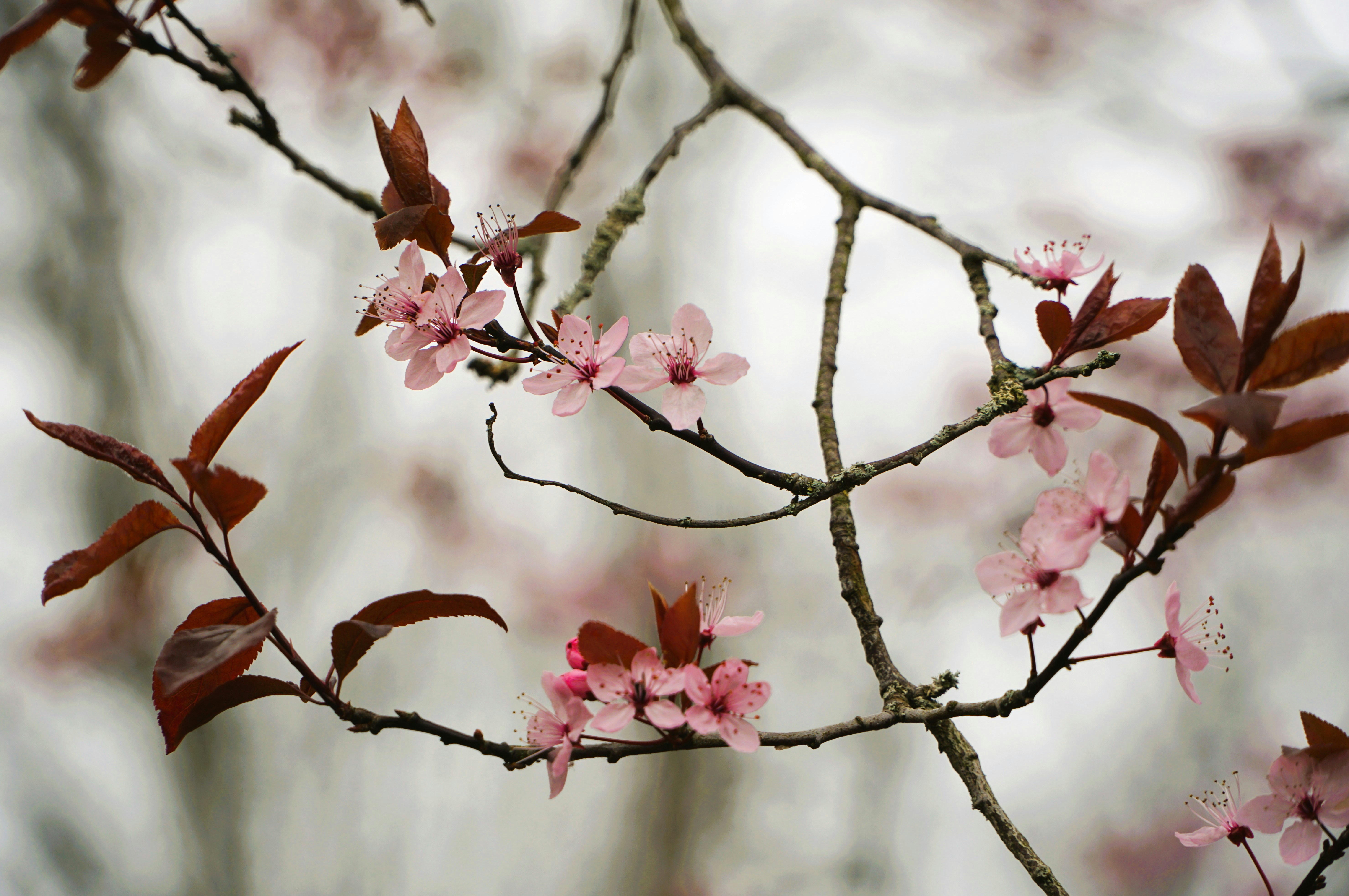Delicati fiori rosa su un ramo d'albero.