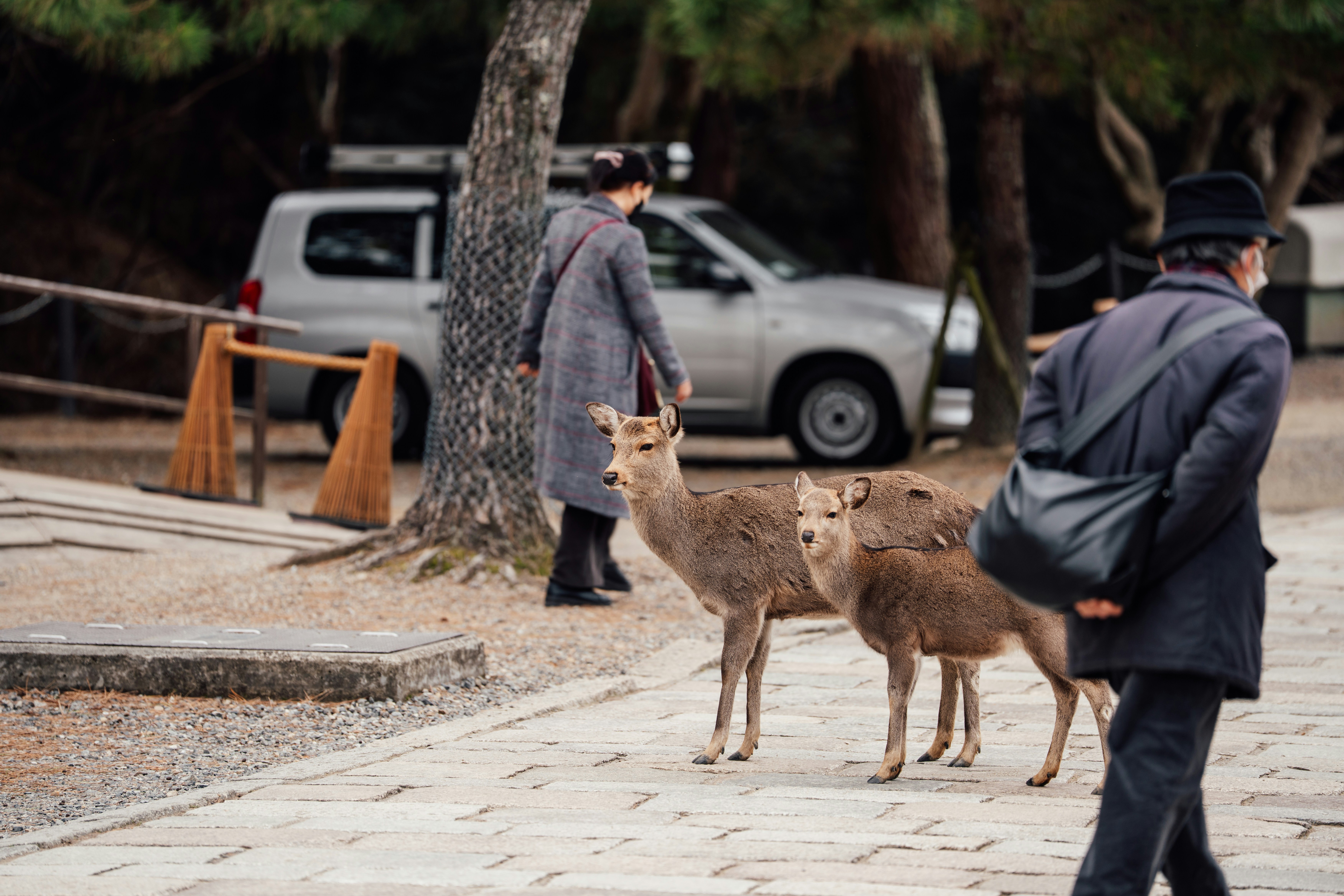 two deer stand near people and cars