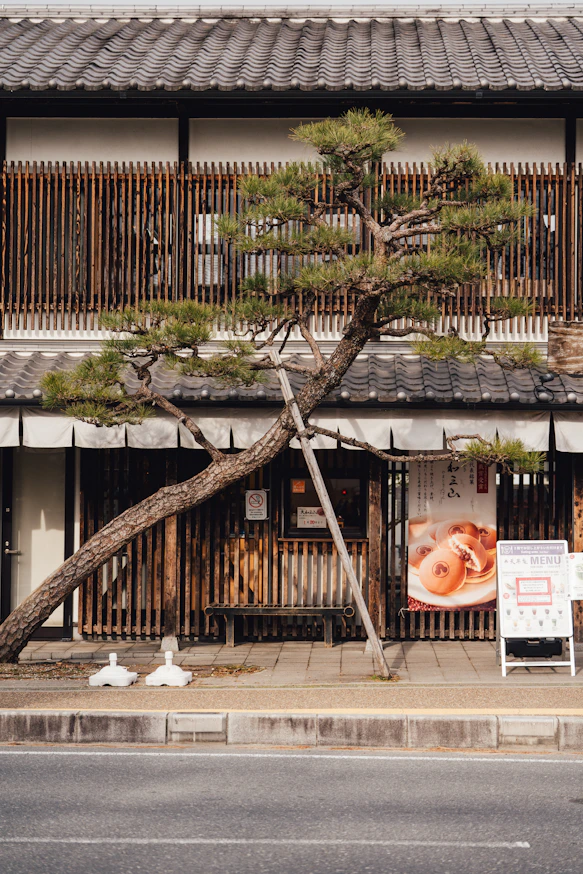 A tree leans over a building with wooden facade.