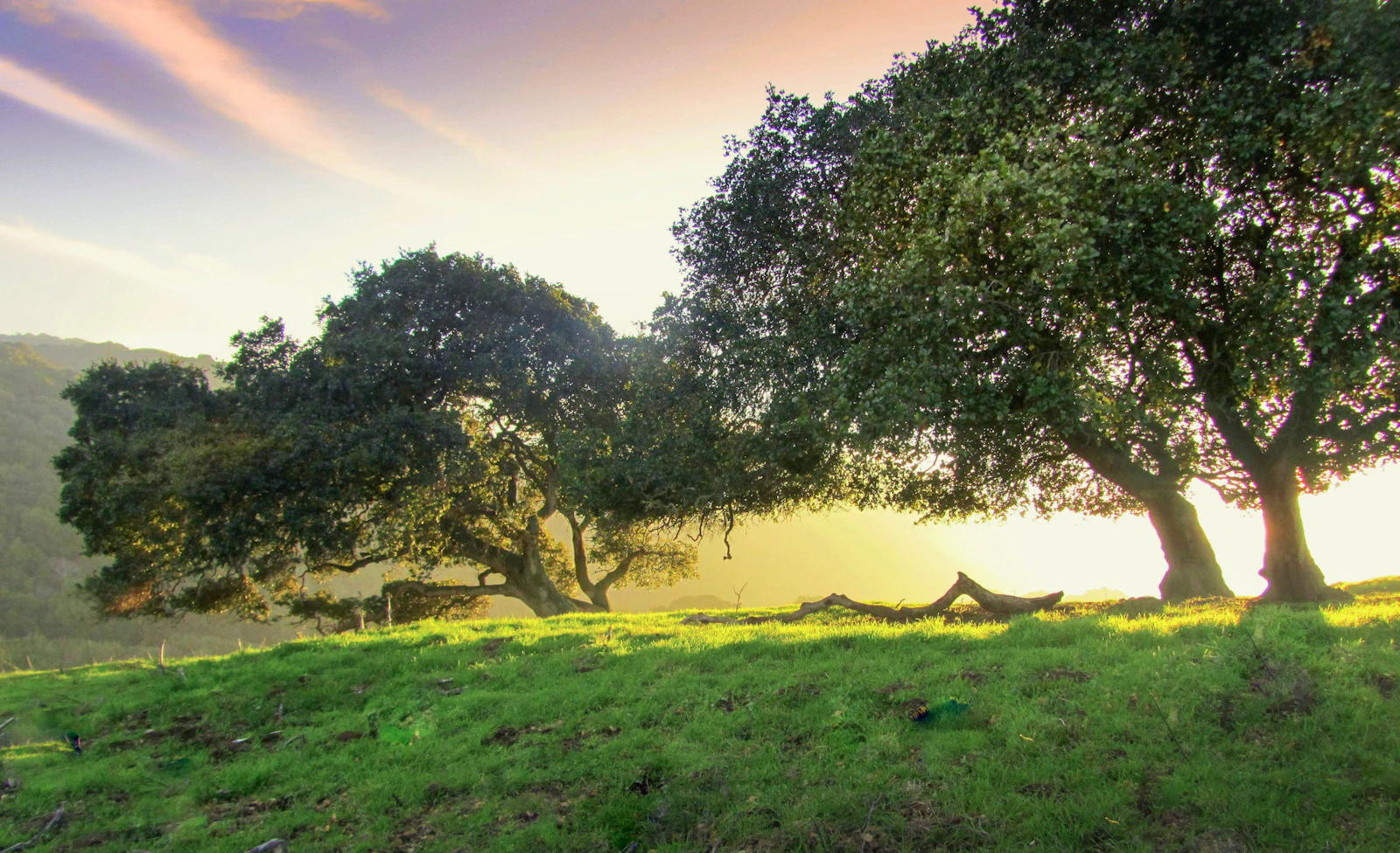 Golden oak trees on a grassy Sierra Foothills hillside near Penn Valley and Grass Valley