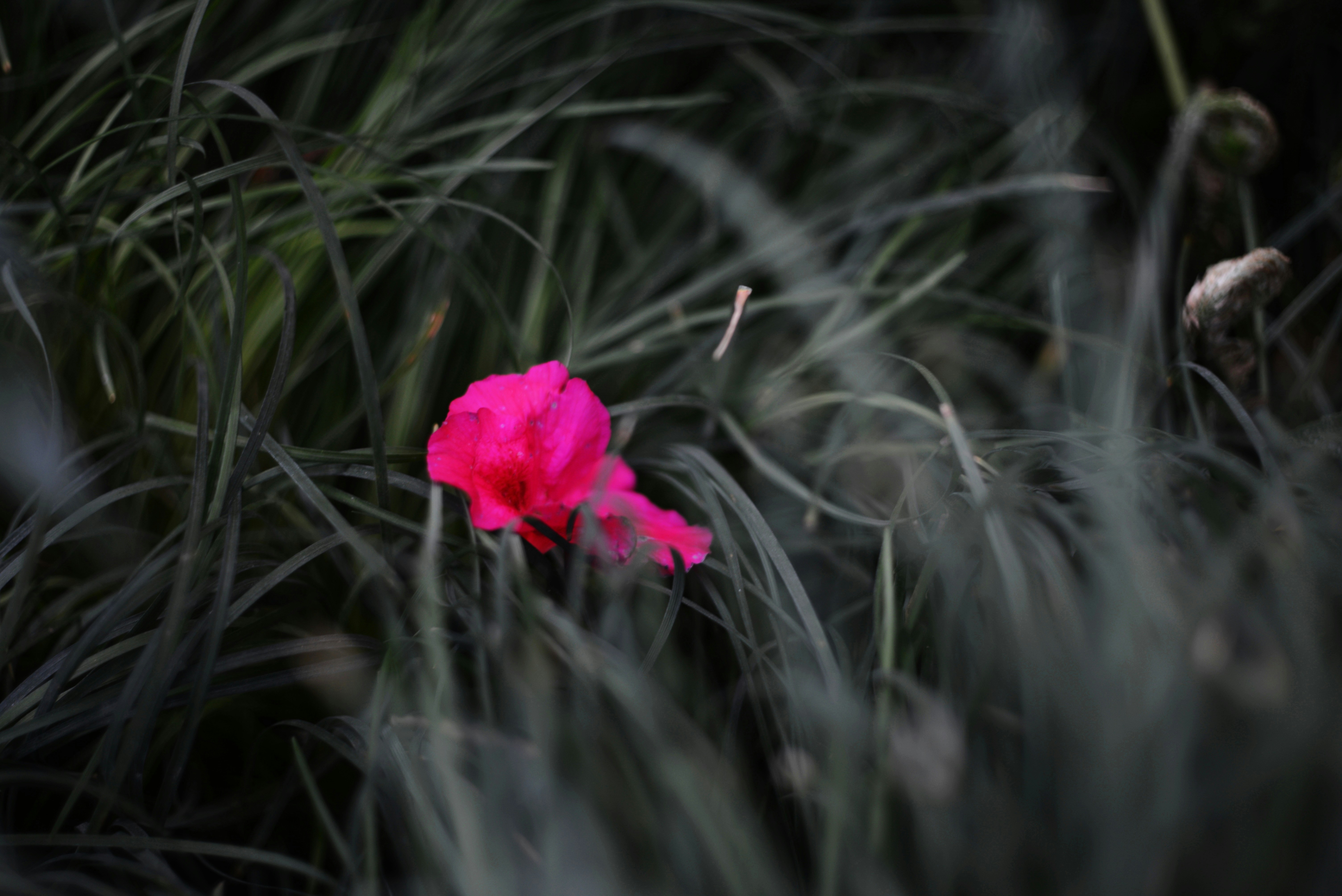 Un unico fiore rosa tra l'erba verde