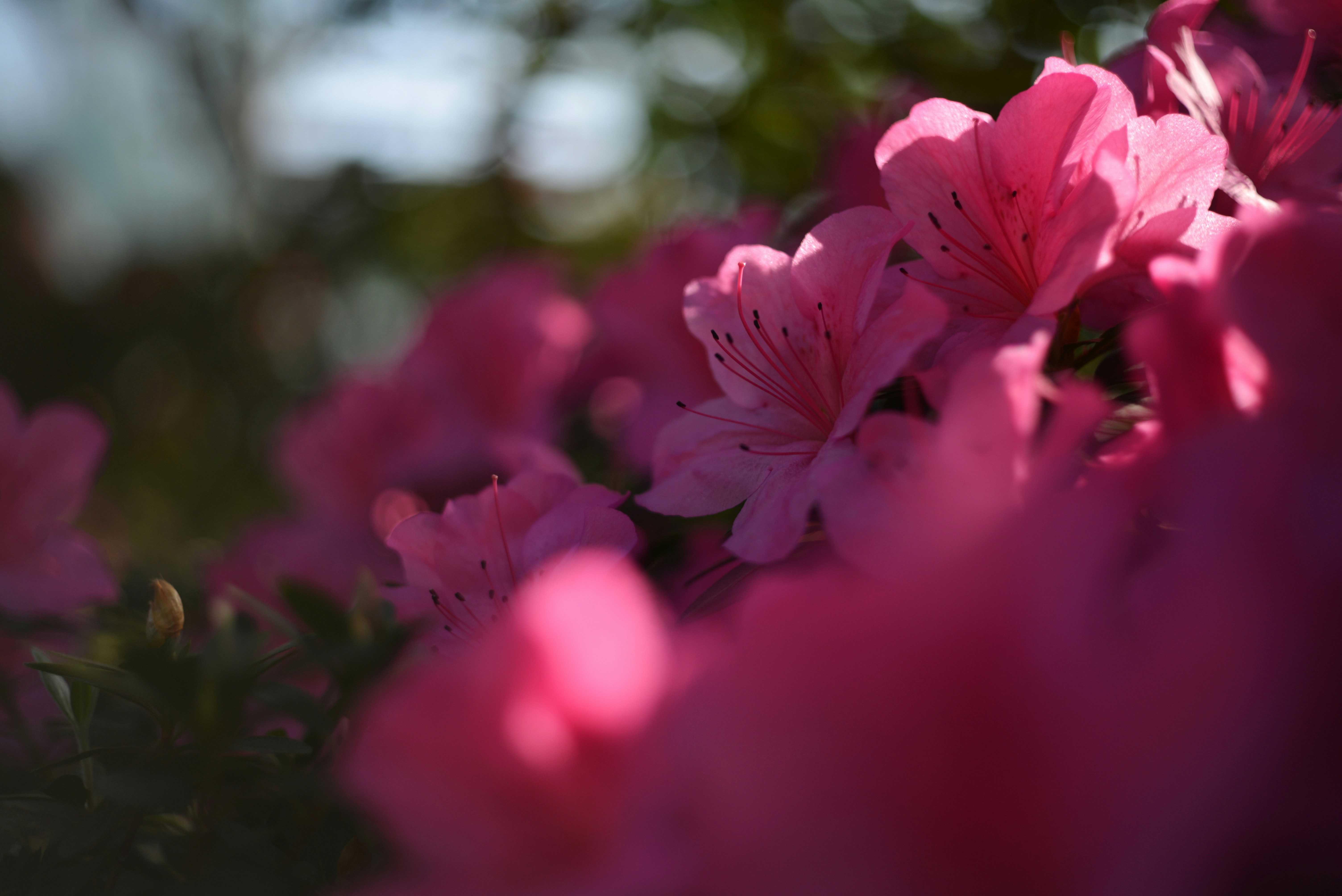 Photo by cherstve_pechivo