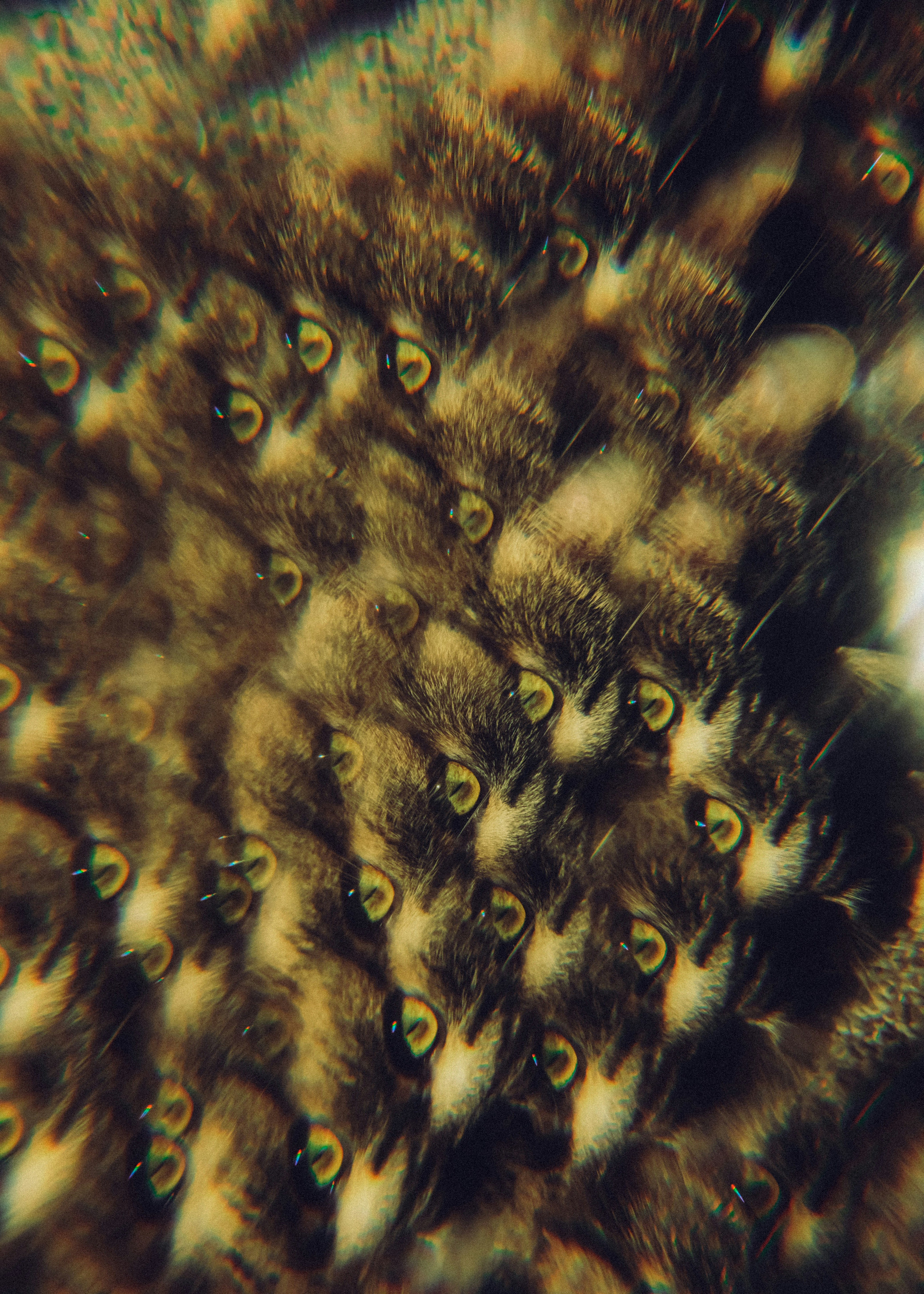 A repeating pattern of cat faces with green eyes.