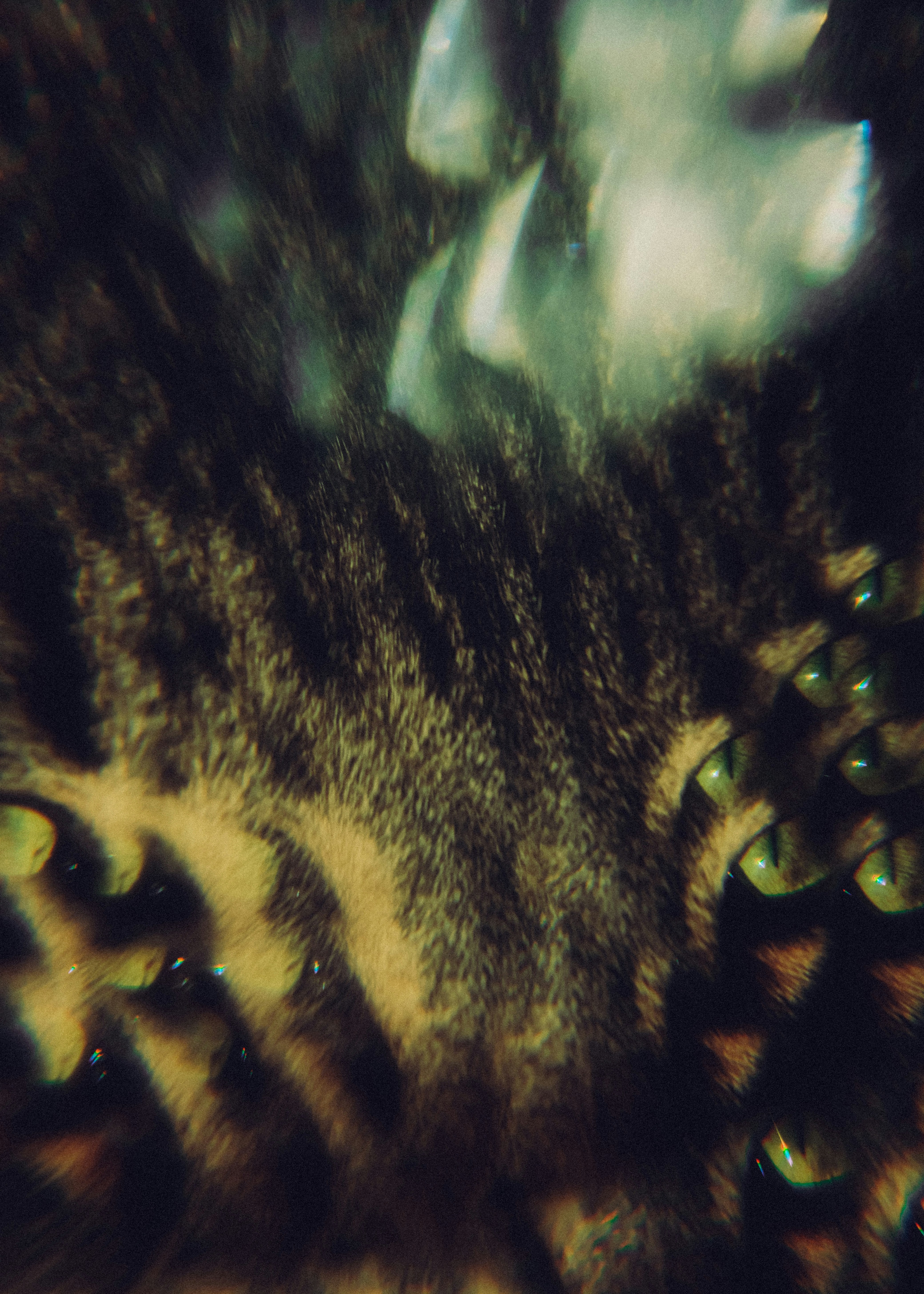 A close up of a tabby cat's fur and eyes.