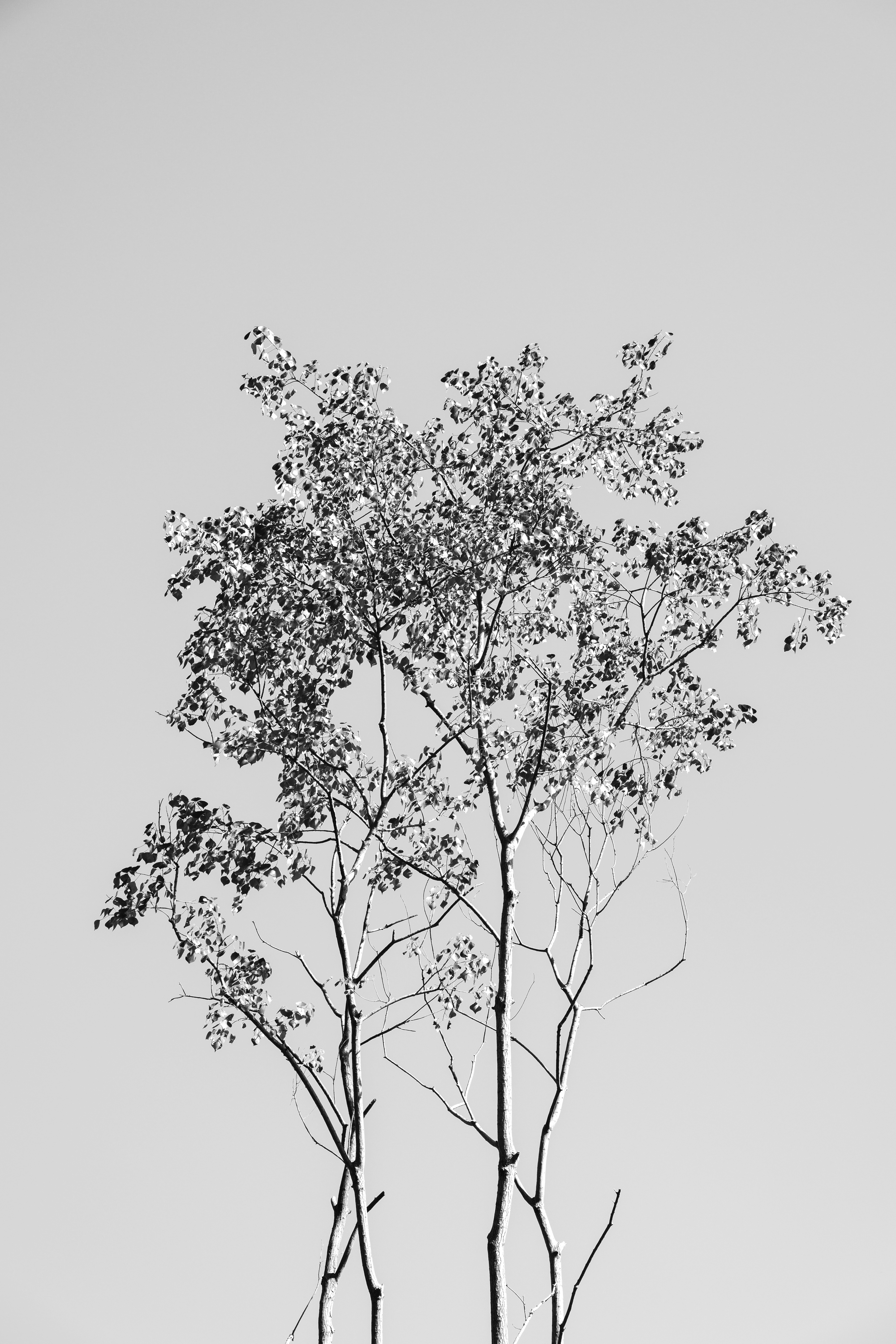 Bare branches of a tree against a pale sky