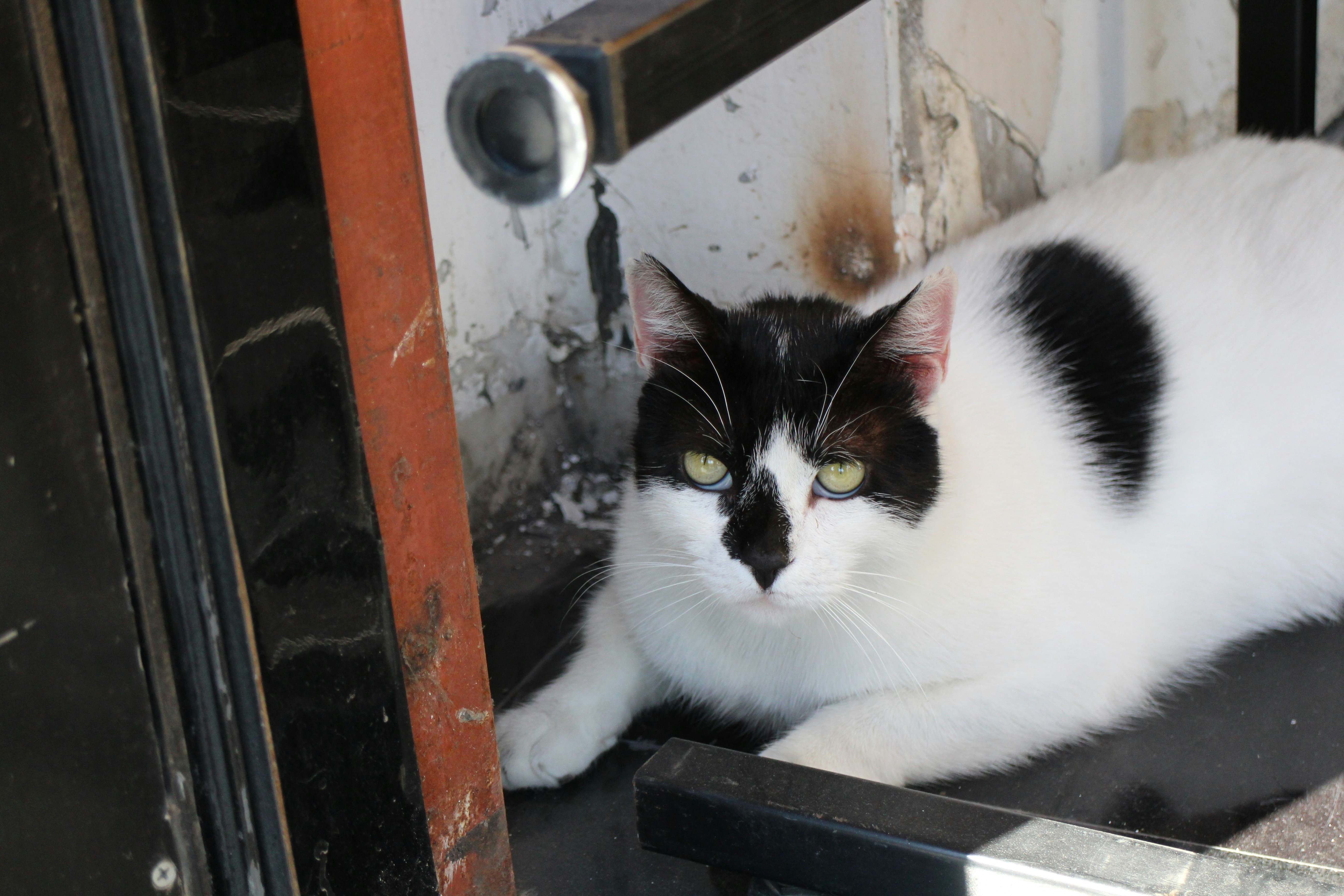 Black and white cat with green eyes resting