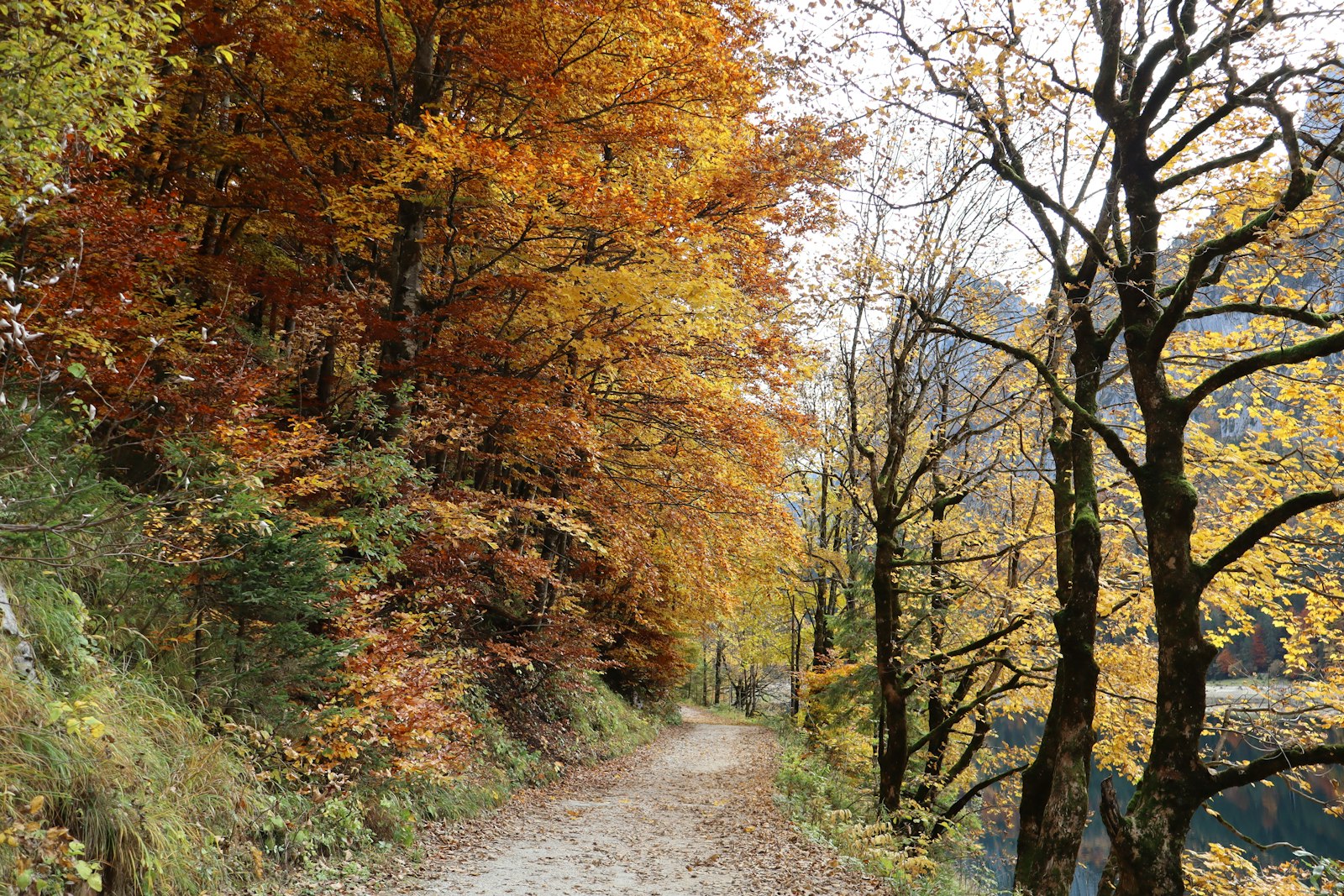 Un chemin de terre bordé d’arbres aux feuilles d’automne