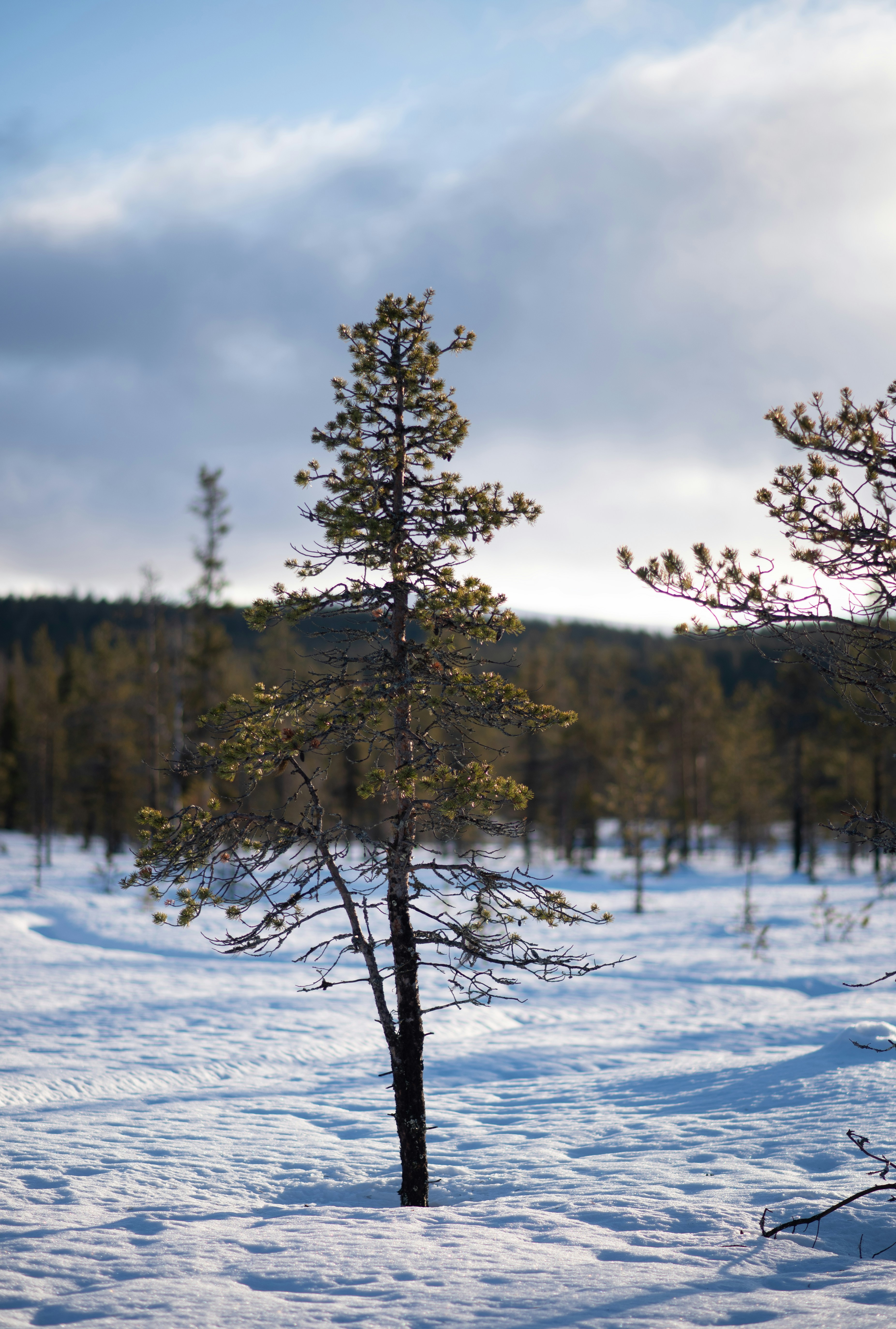 Lone Pine Tree Stands in a Snowy Landscape